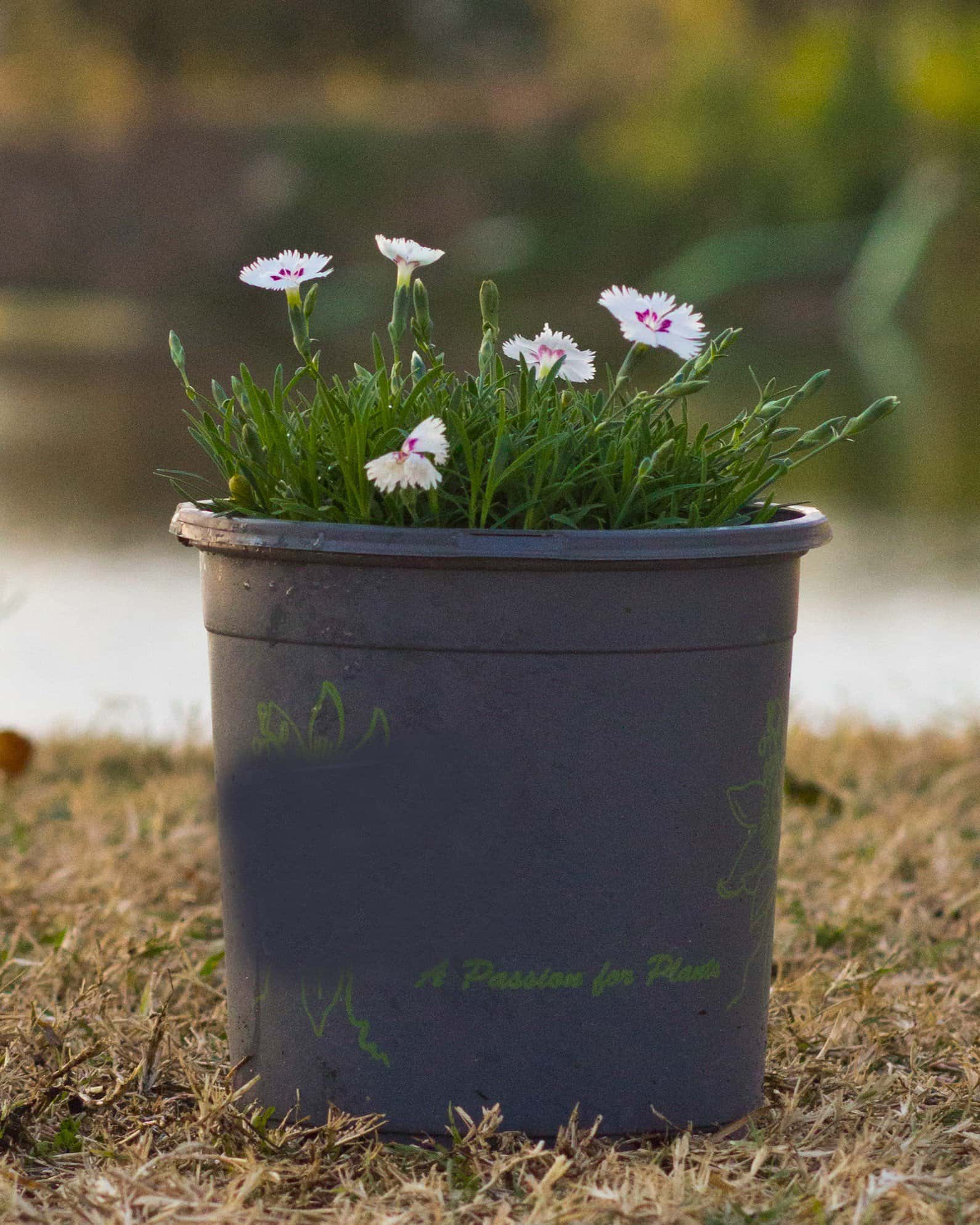 Mountain Frost White Twinkle Dianthus - Image 4