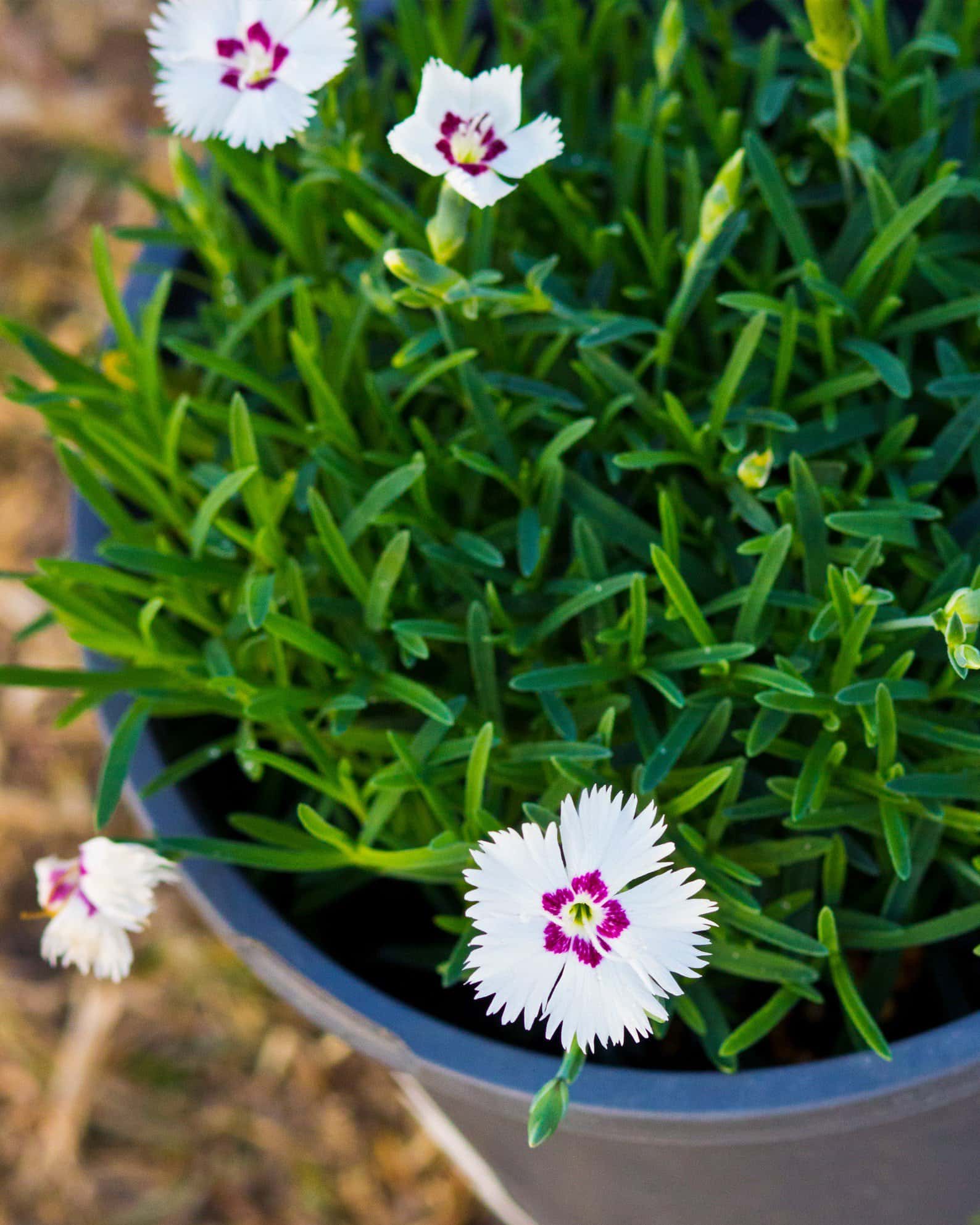 Mountain Frost White Twinkle Dianthus - Image 5