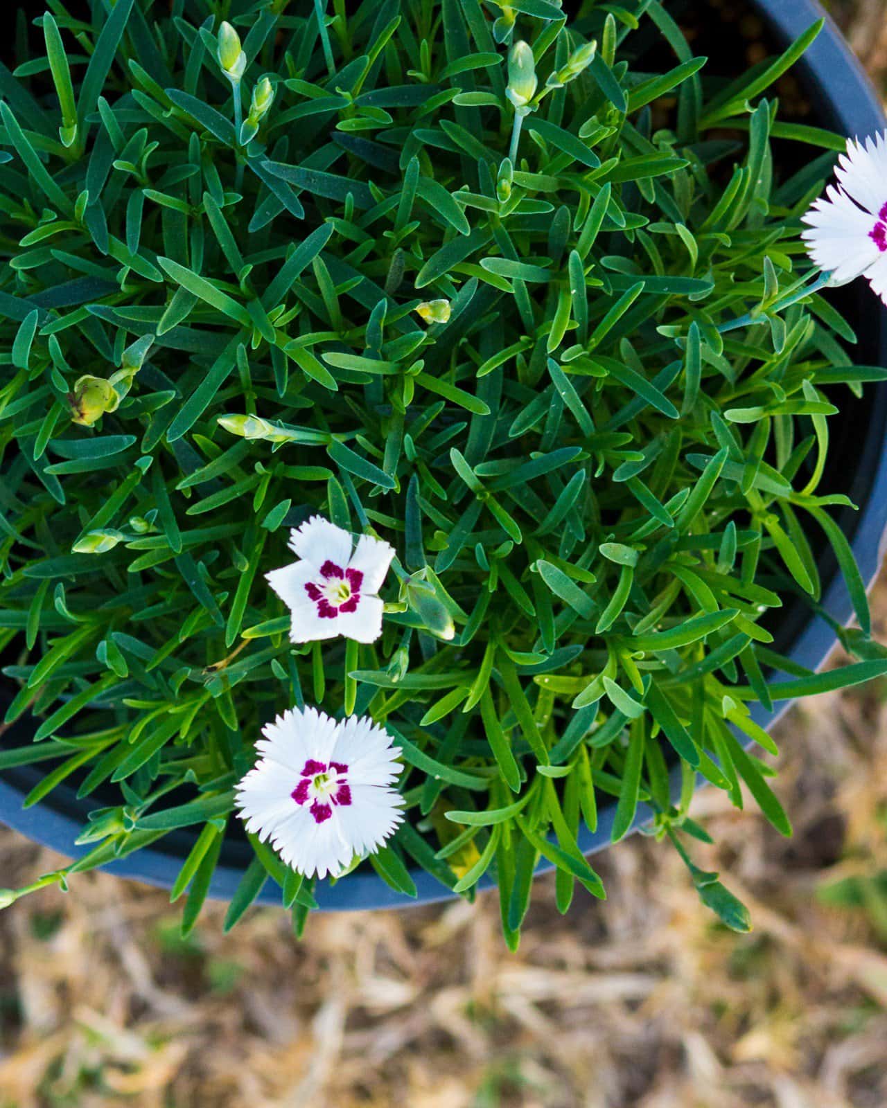 Mountain Frost White Twinkle Dianthus - Image 6