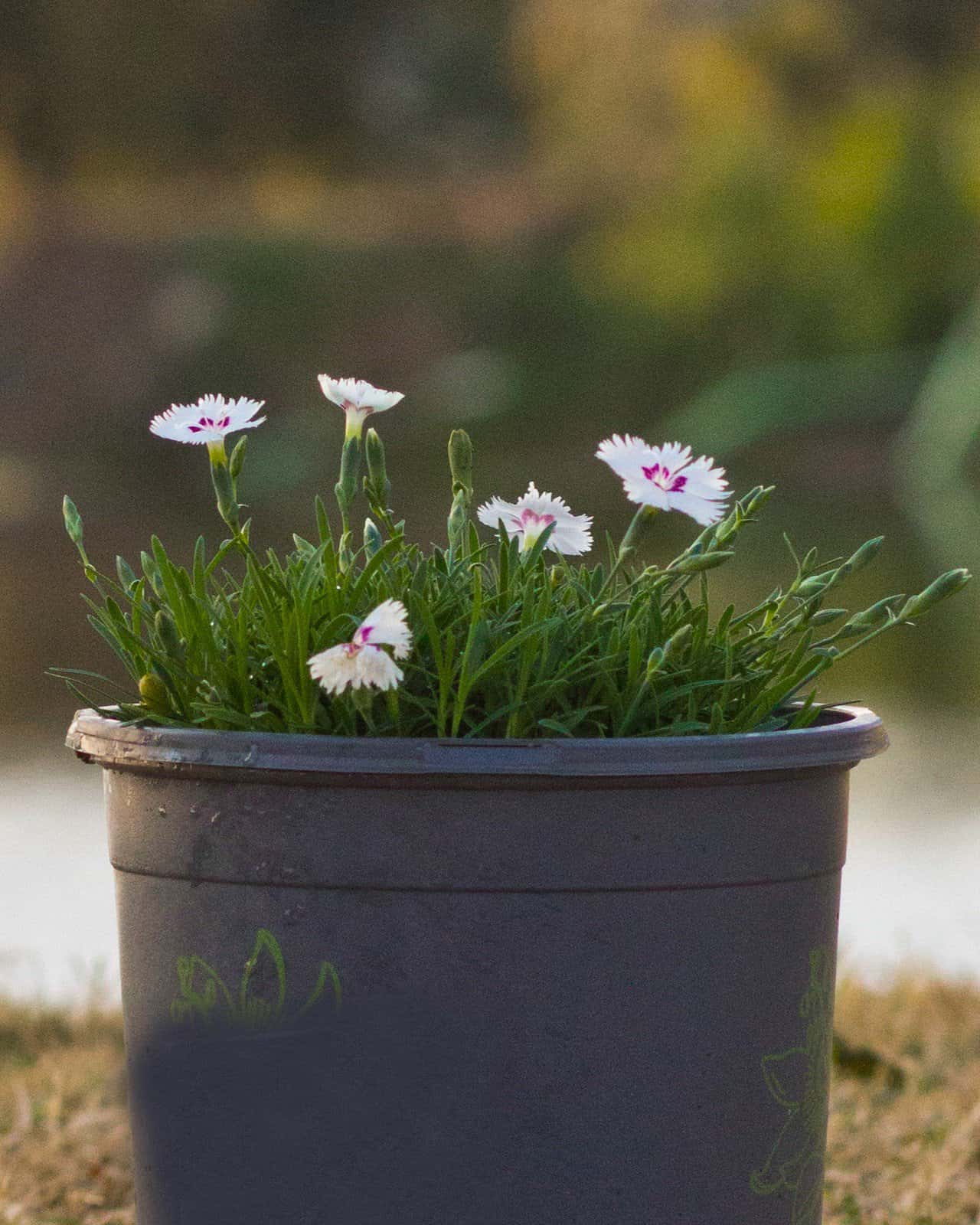 Mountain Frost White Twinkle Dianthus - Image 7