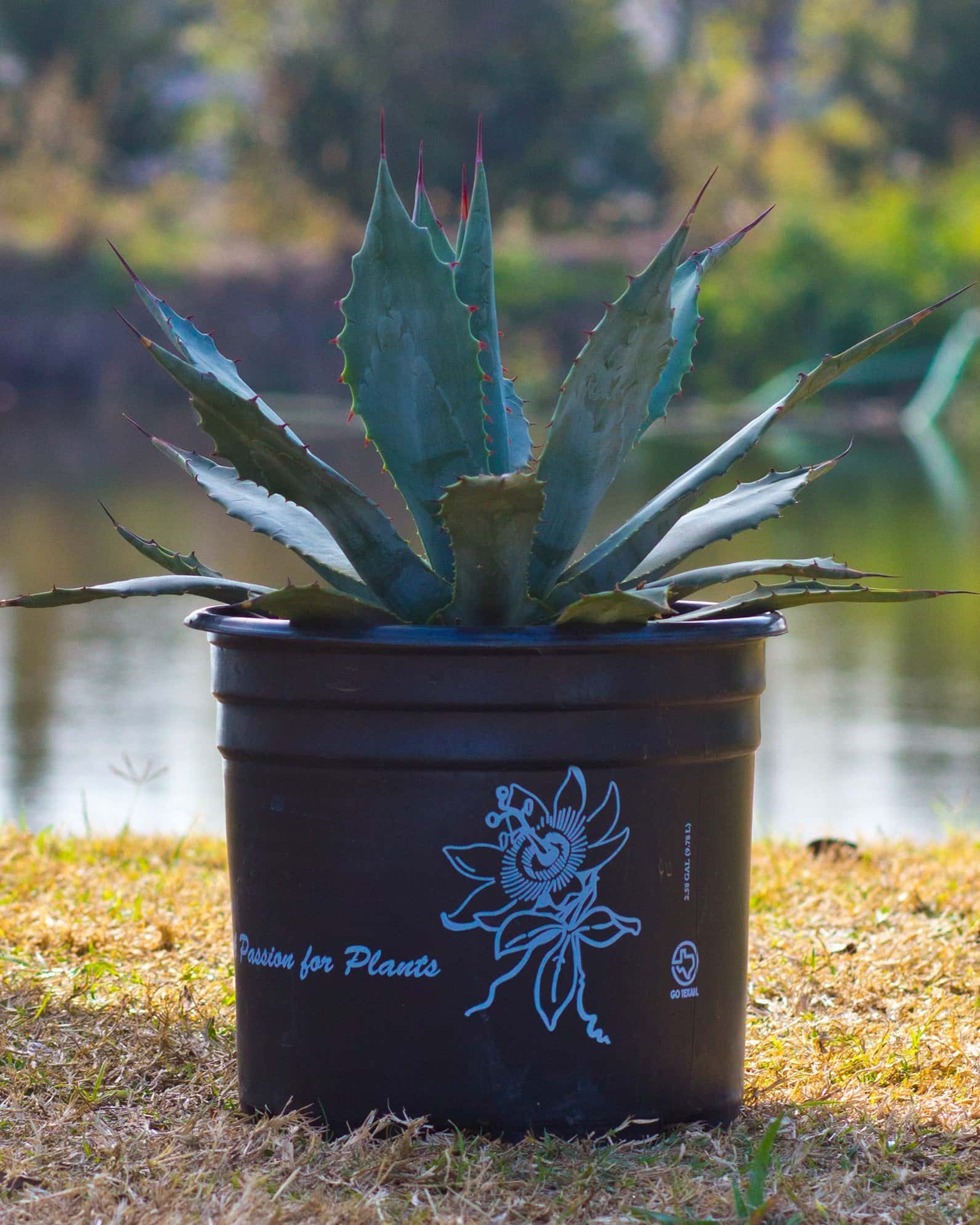 Coues Agave - Image 5