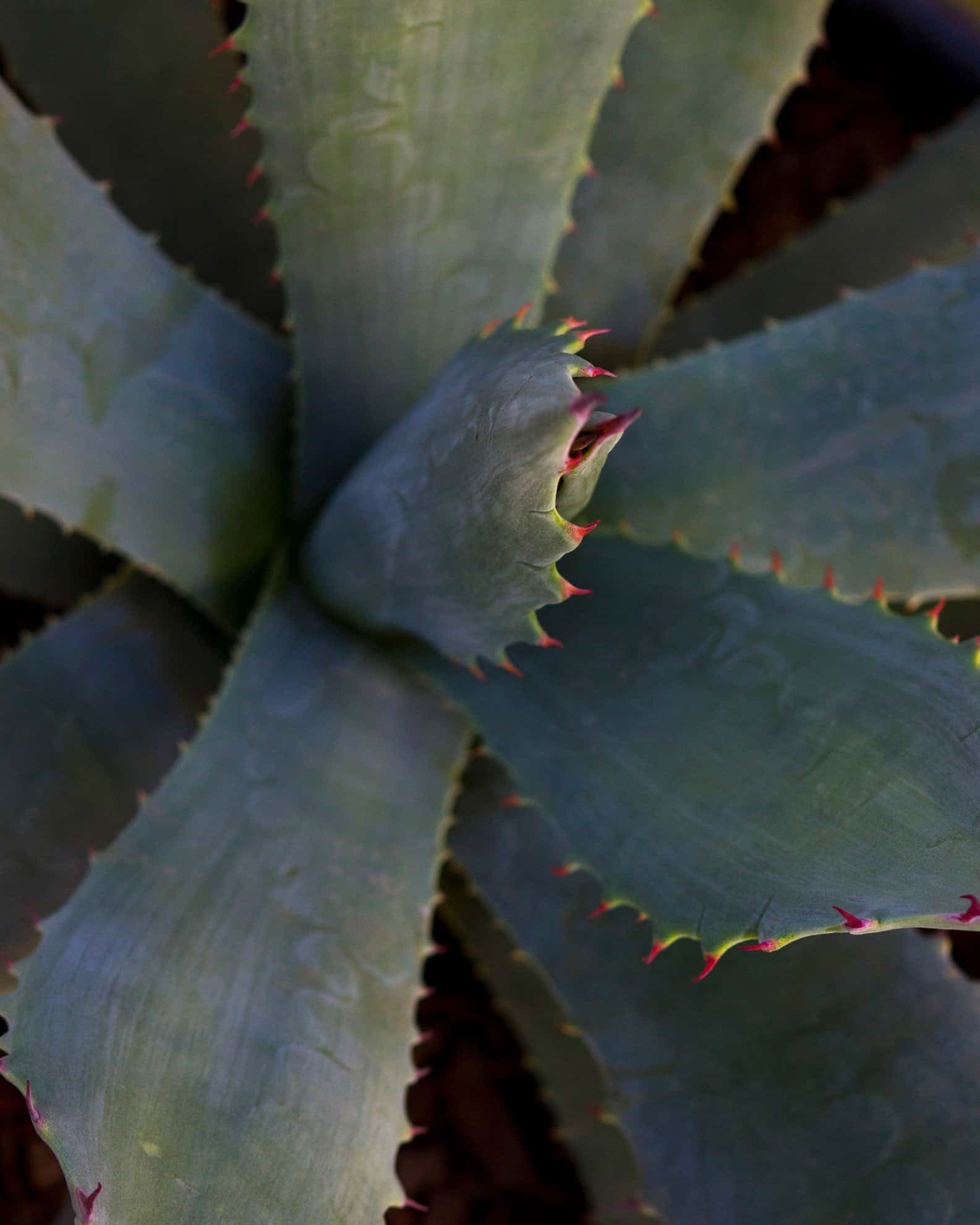 Coues Agave - Image 6