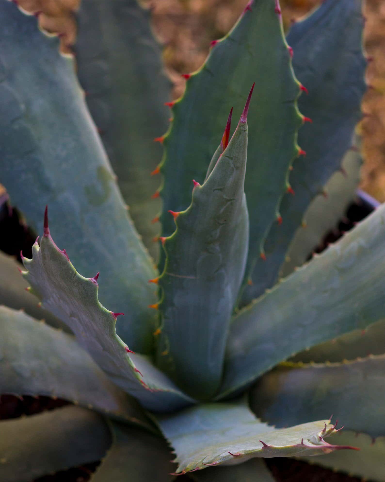 Coues Agave - Image 7