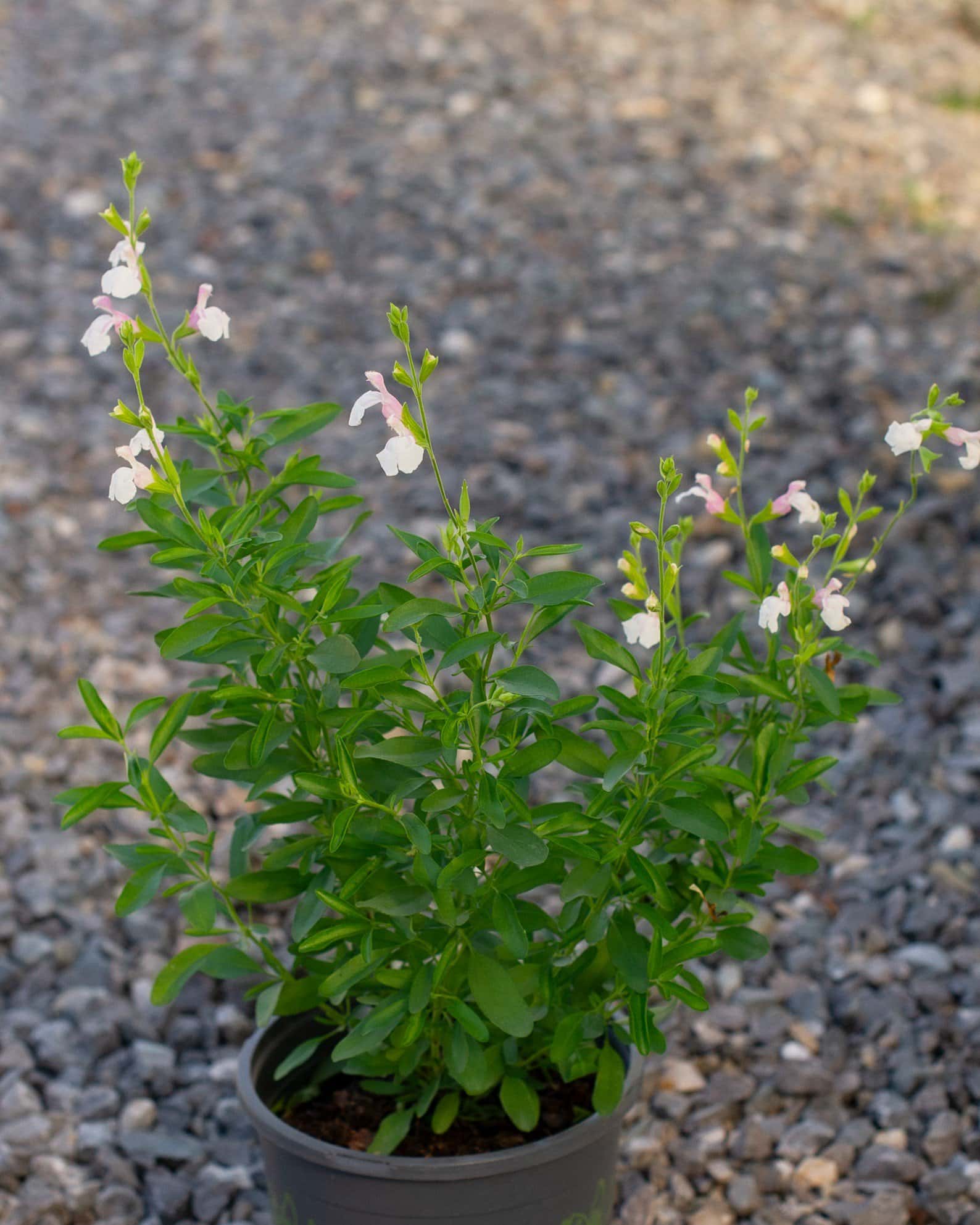 Teresa Salvia Greggii - Image 6