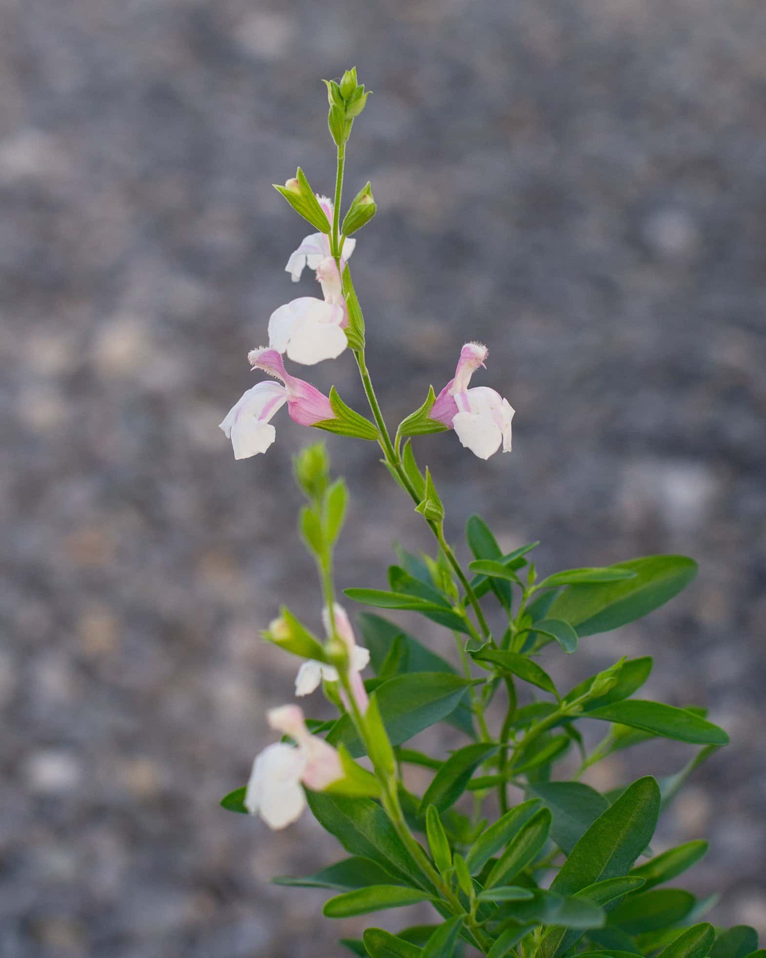 Teresa Salvia Greggii - Image 7