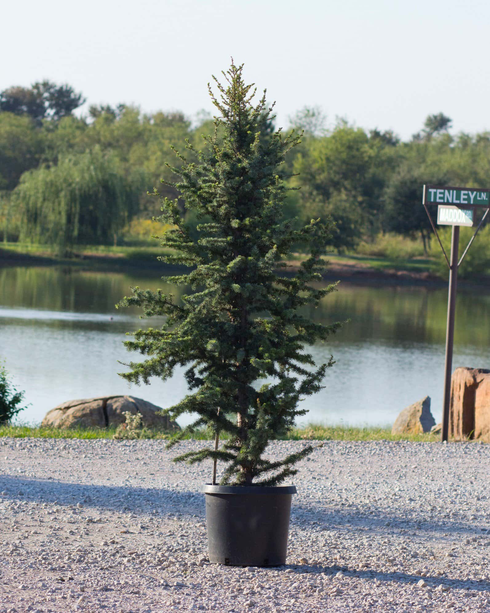 Blue Atlas Cedar Fastigiata - Main Image
