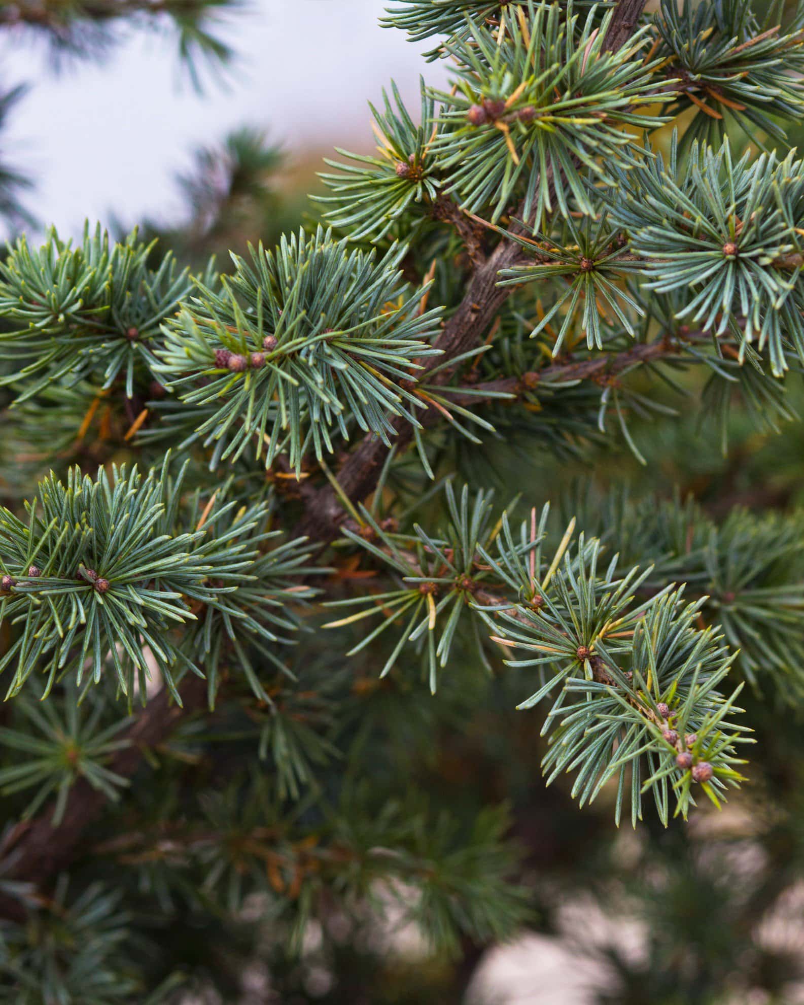 Blue Atlas Cedar Fastigiata - Image 6