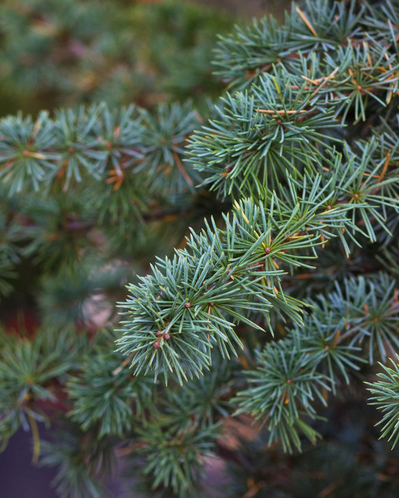 Blue Atlas Cedar Fastigiata - Image 7