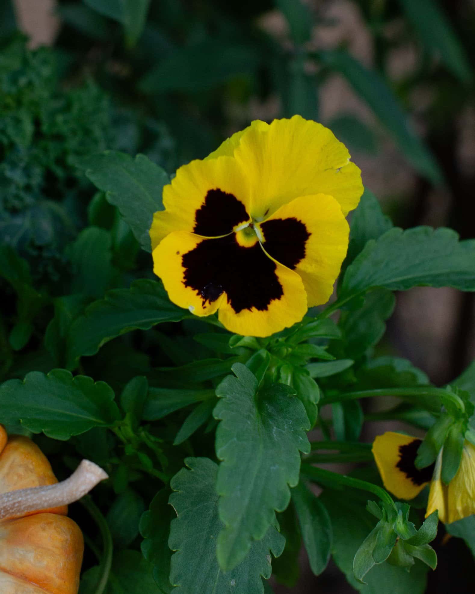 Matrix Blotch Mix Pansy - Image 5