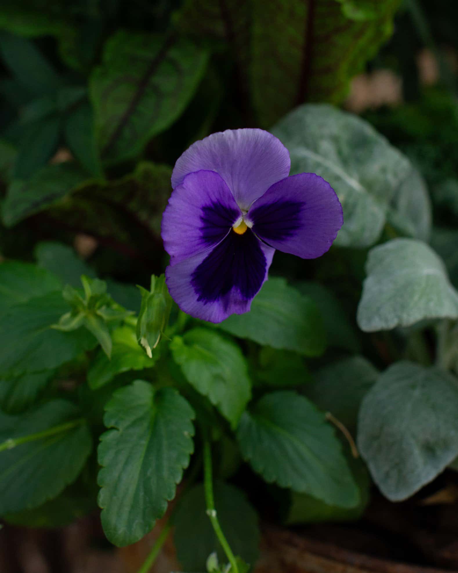 Matrix Blotch Mix Pansy - Image 6