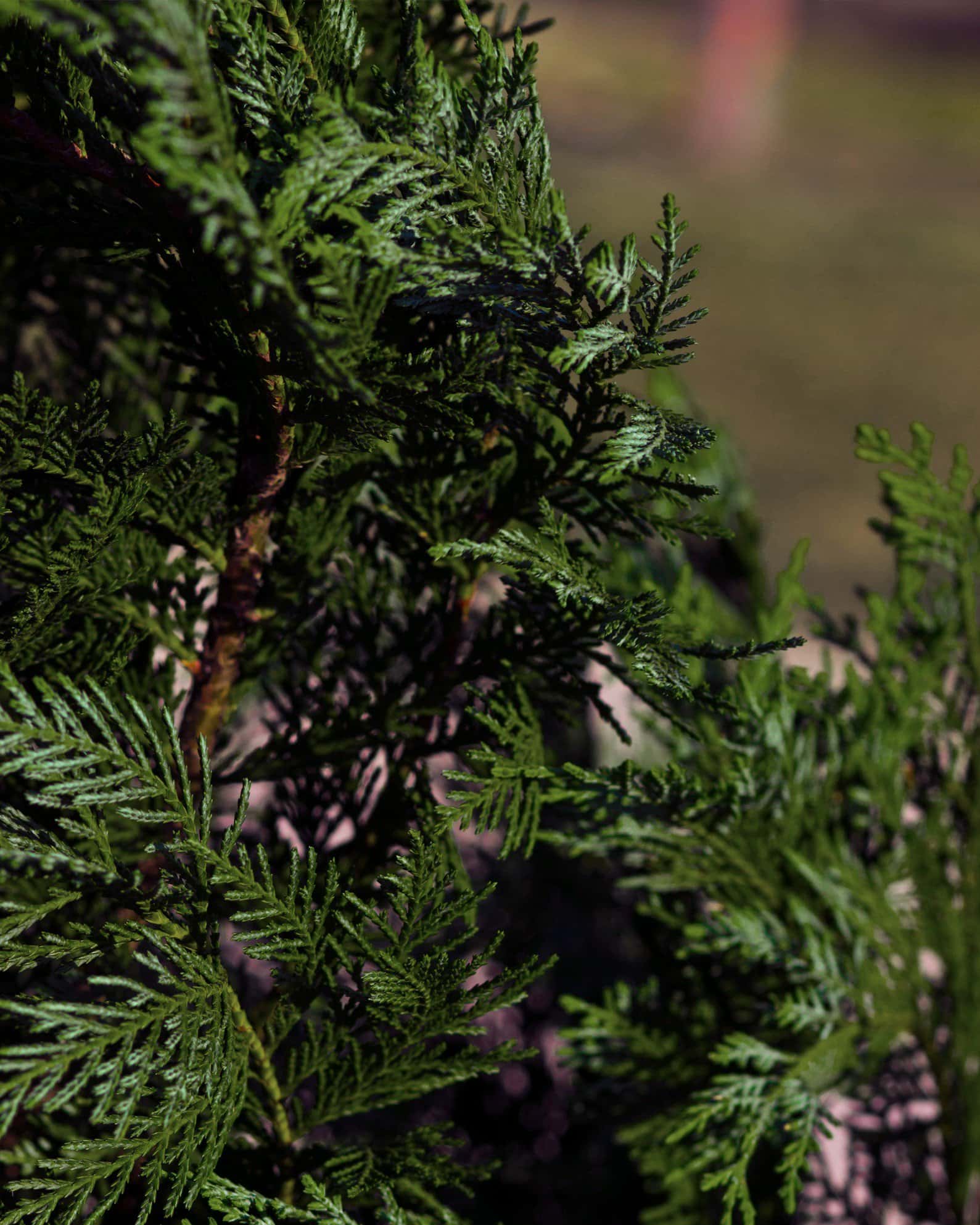Leyland Cypress - Image 1