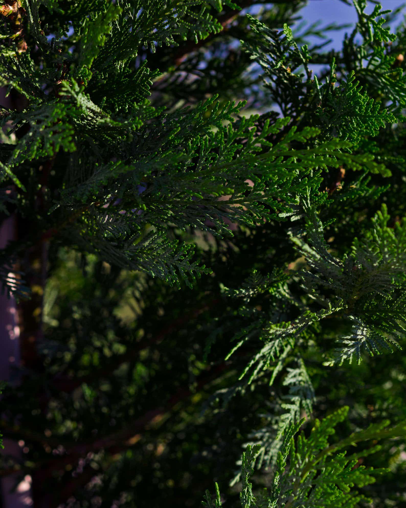 Leyland Cypress - Image 3