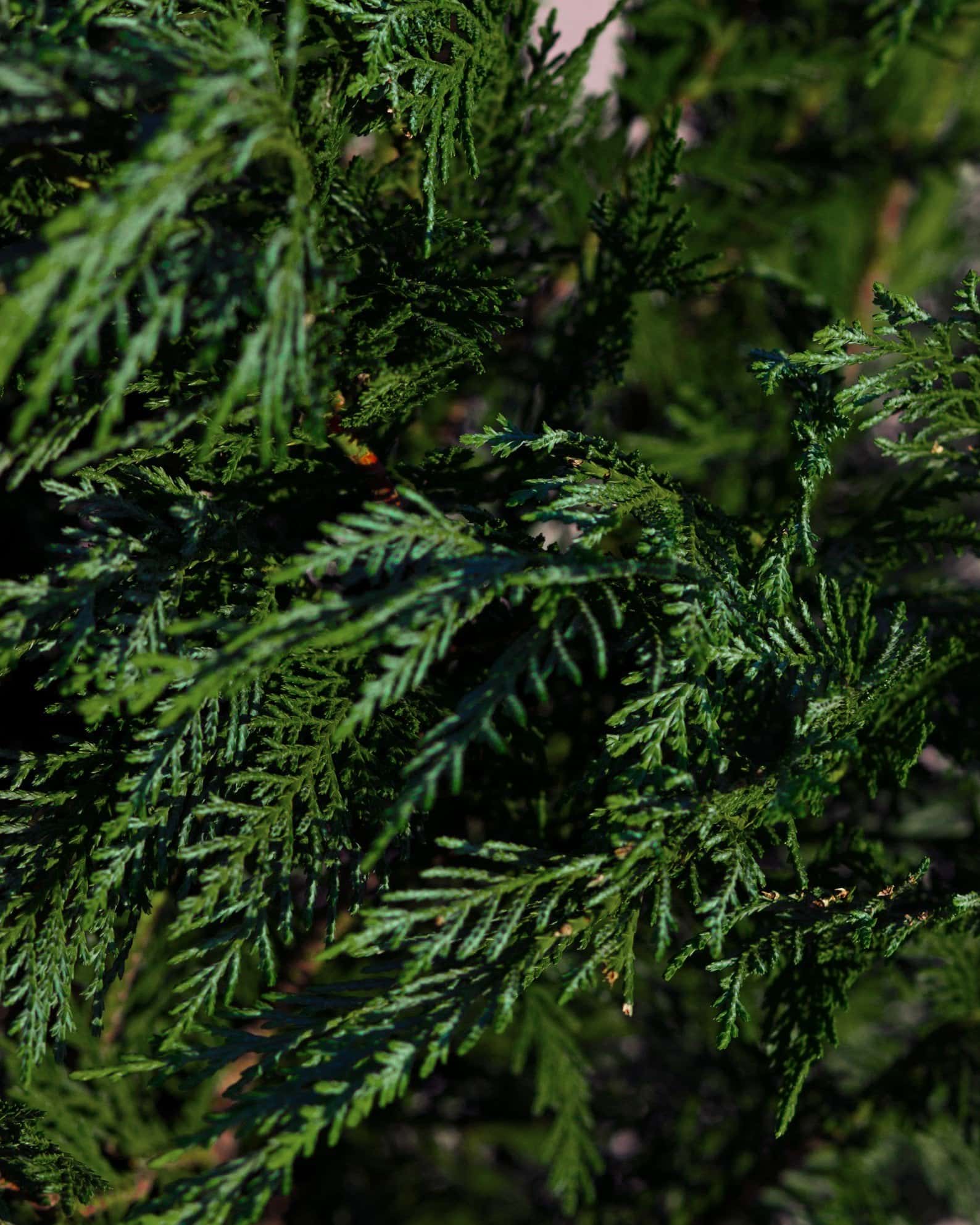 Leyland Cypress - Image 4