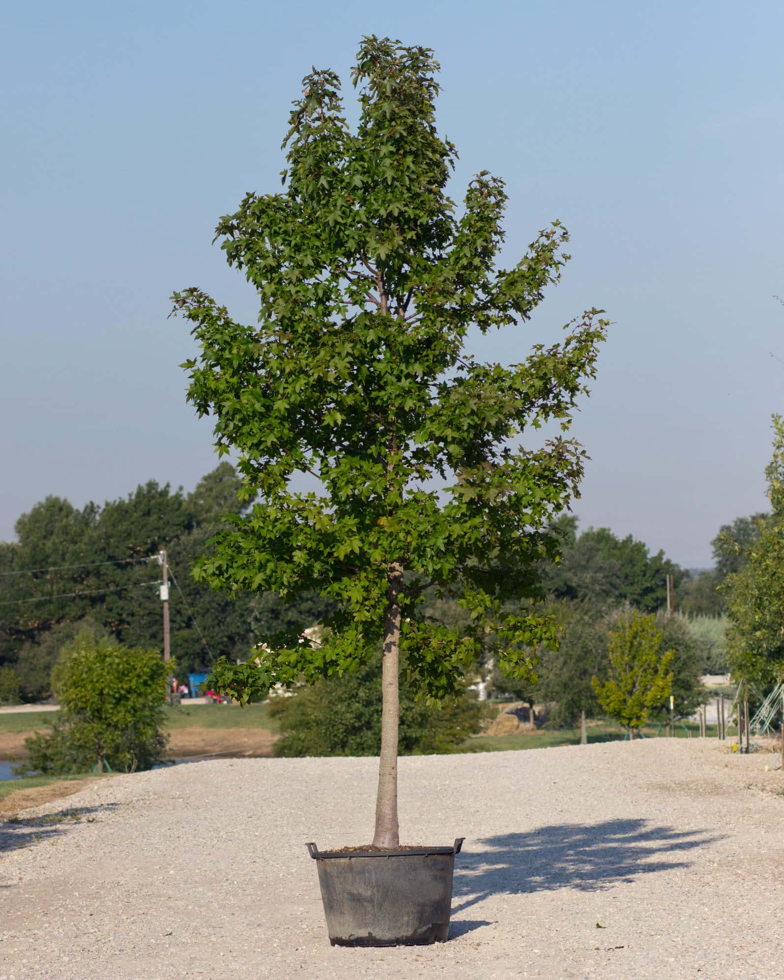 American Sweet Gum - Main Image