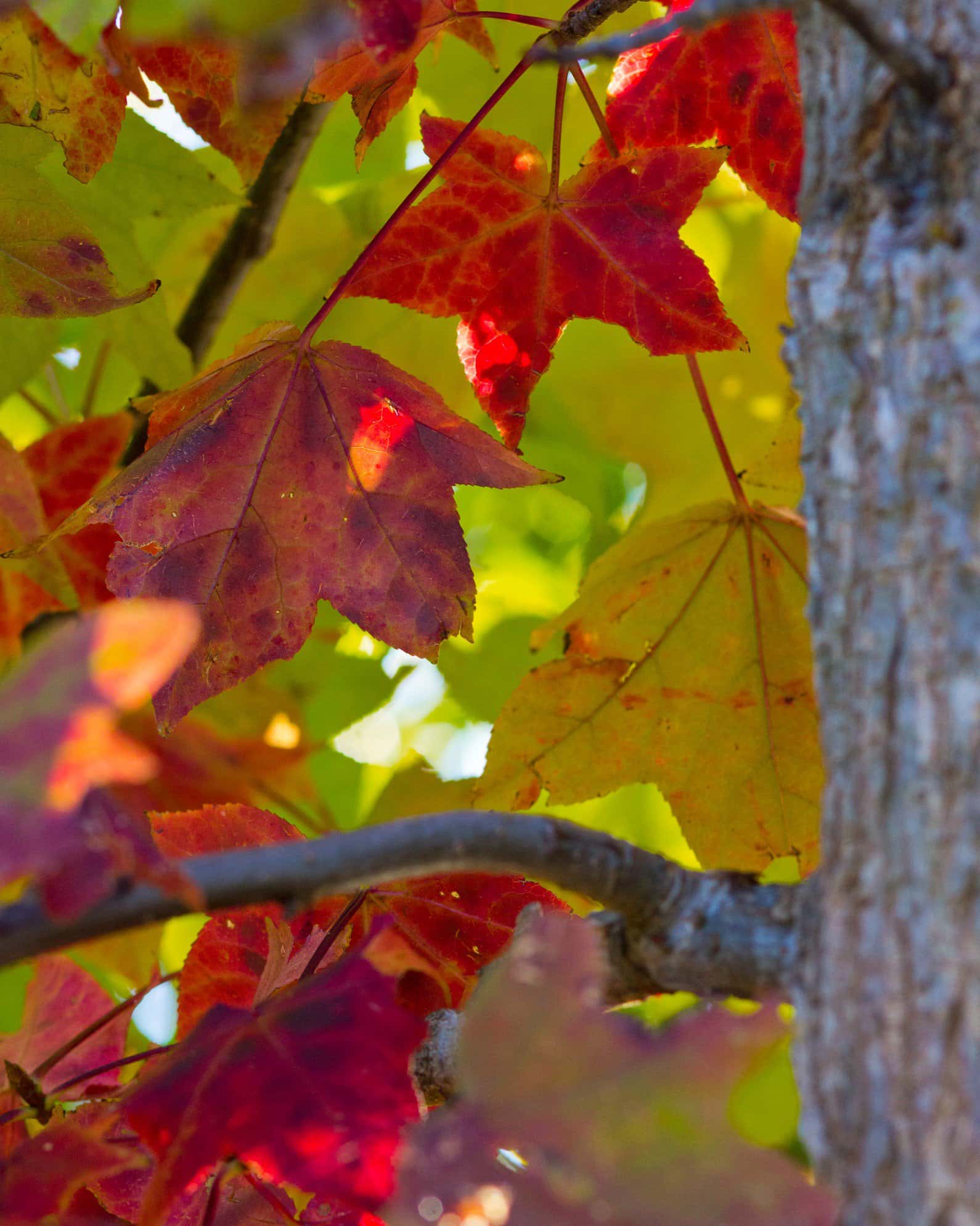 American Sweet Gum - Image 1