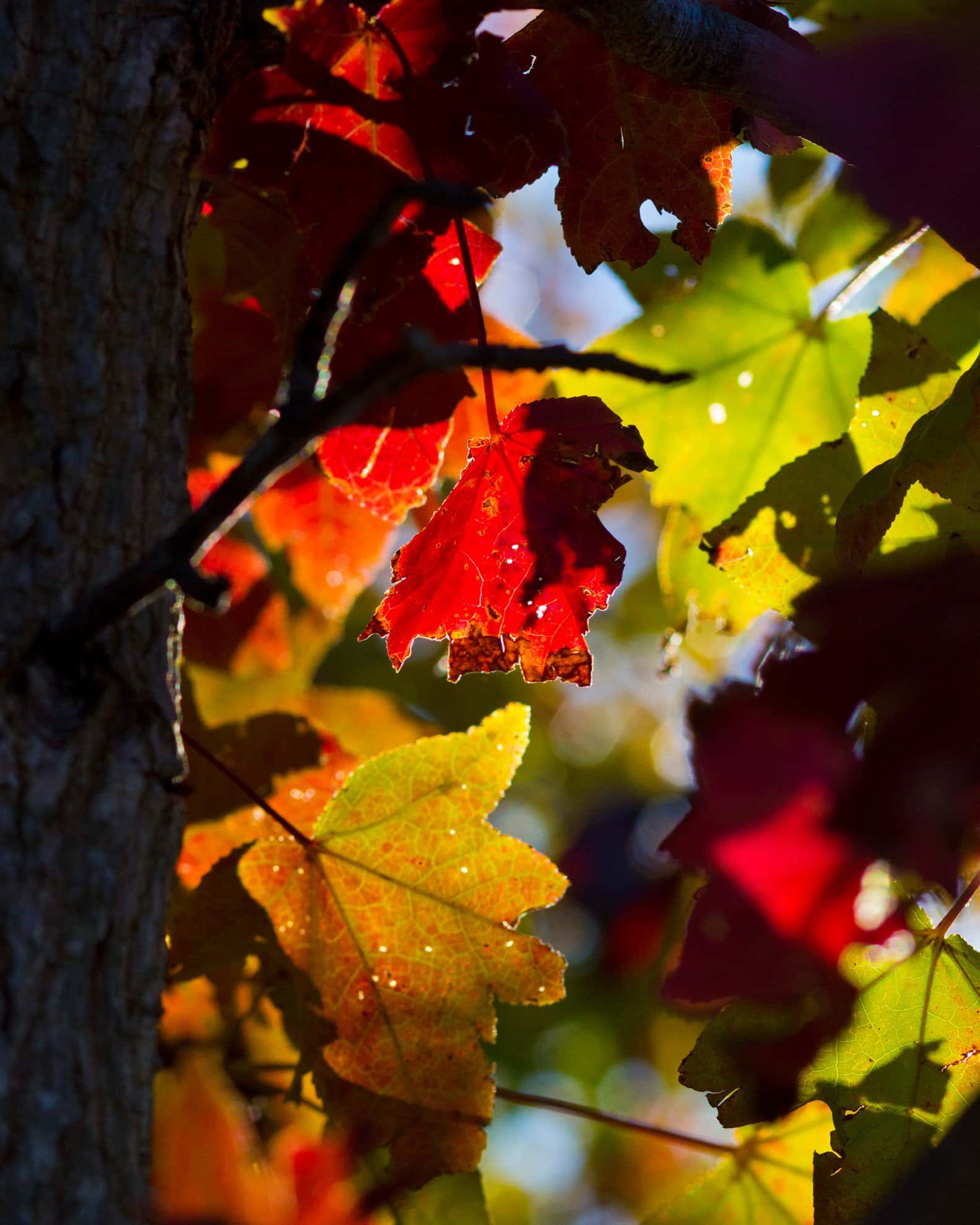American Sweet Gum - Image 2