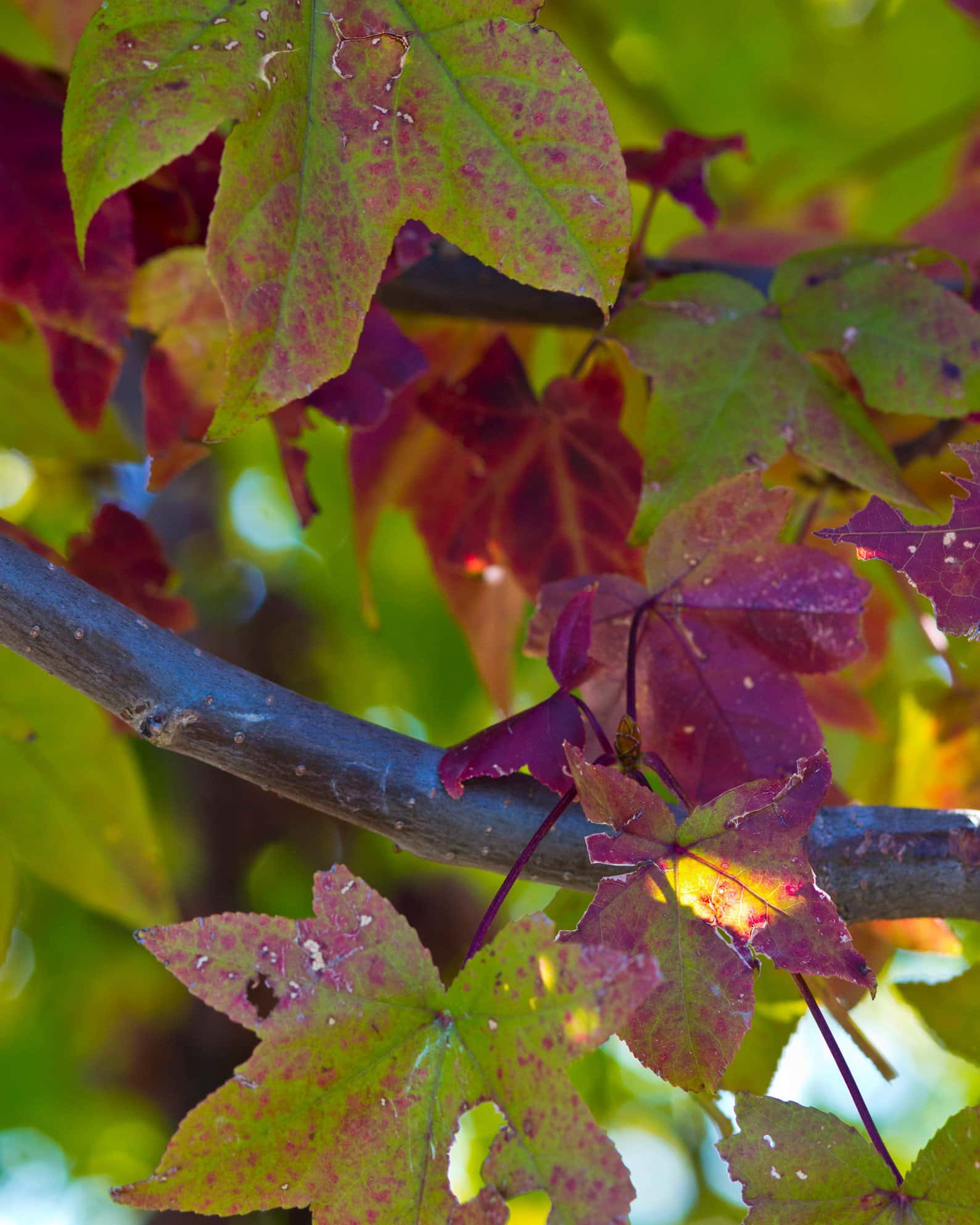 American Sweet Gum - Image 3