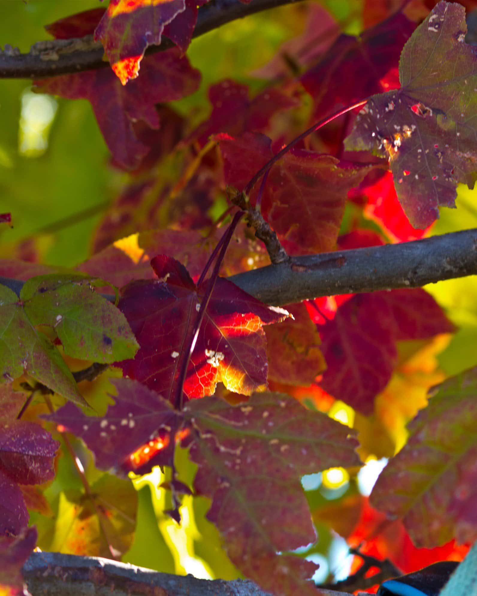 American Sweet Gum - Image 4