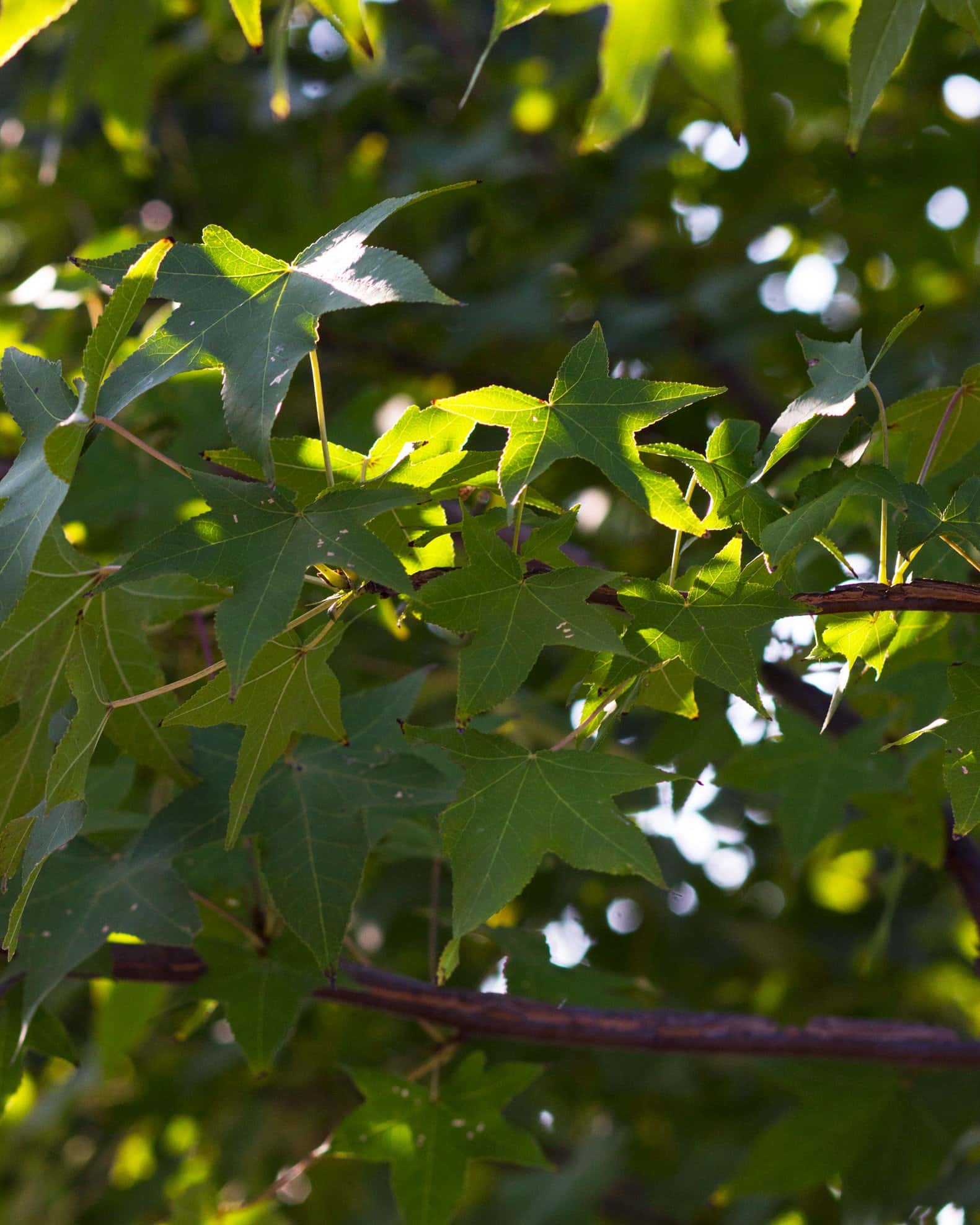 American Sweet Gum - Image 5