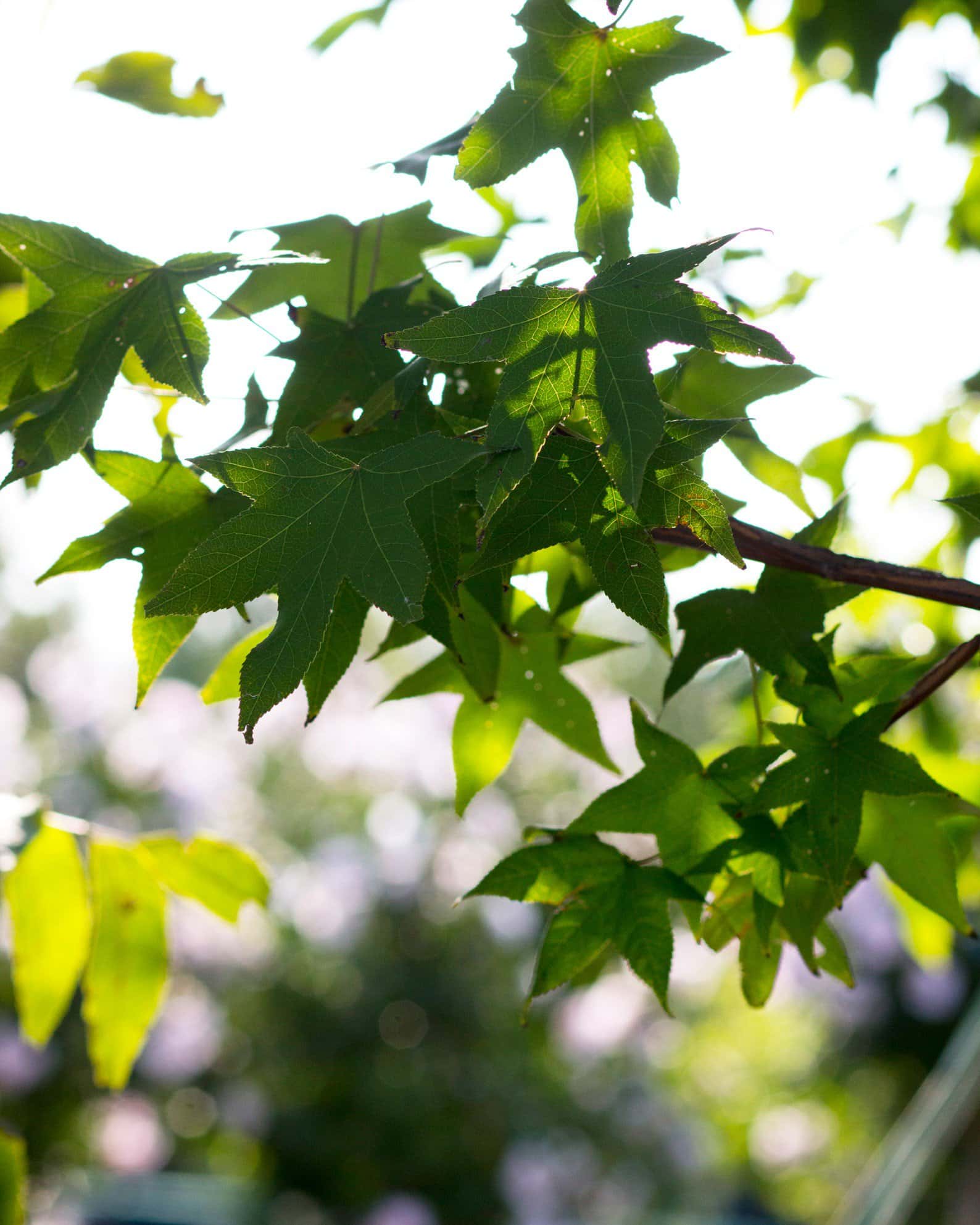American Sweet Gum - Image 6