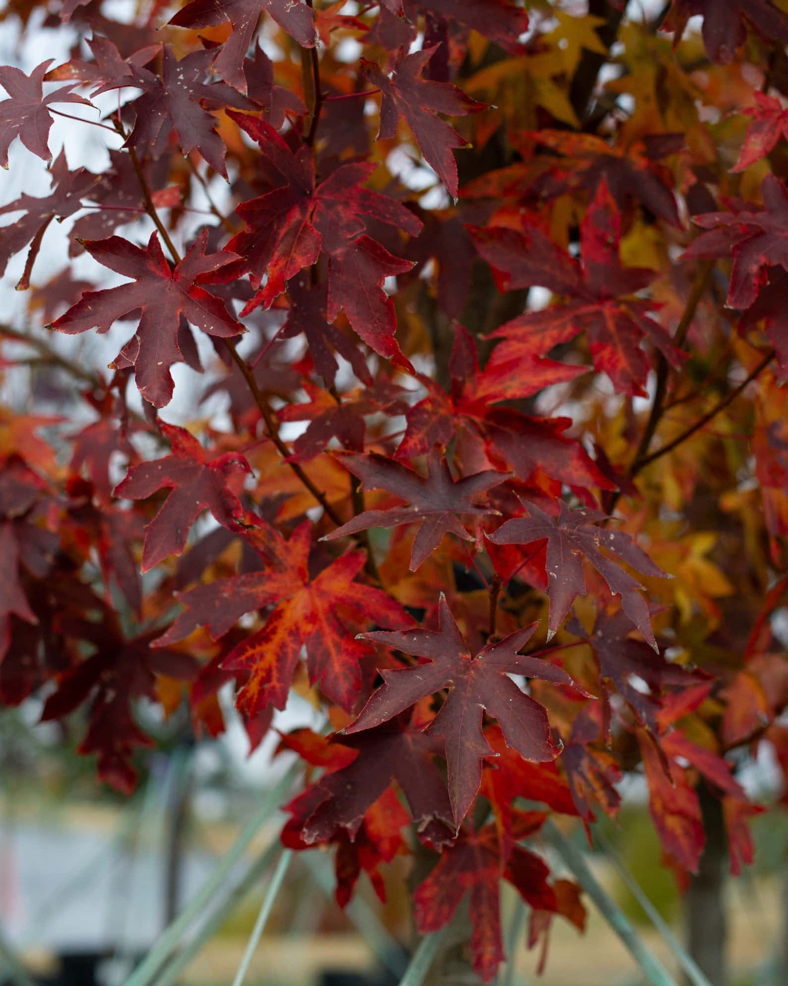 Cherokee Sweet Gum - Image 5