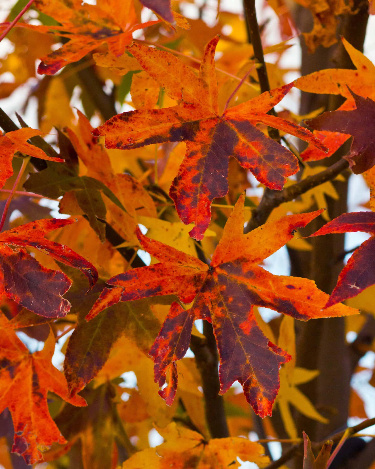 Cherokee Sweet Gum - Image 6