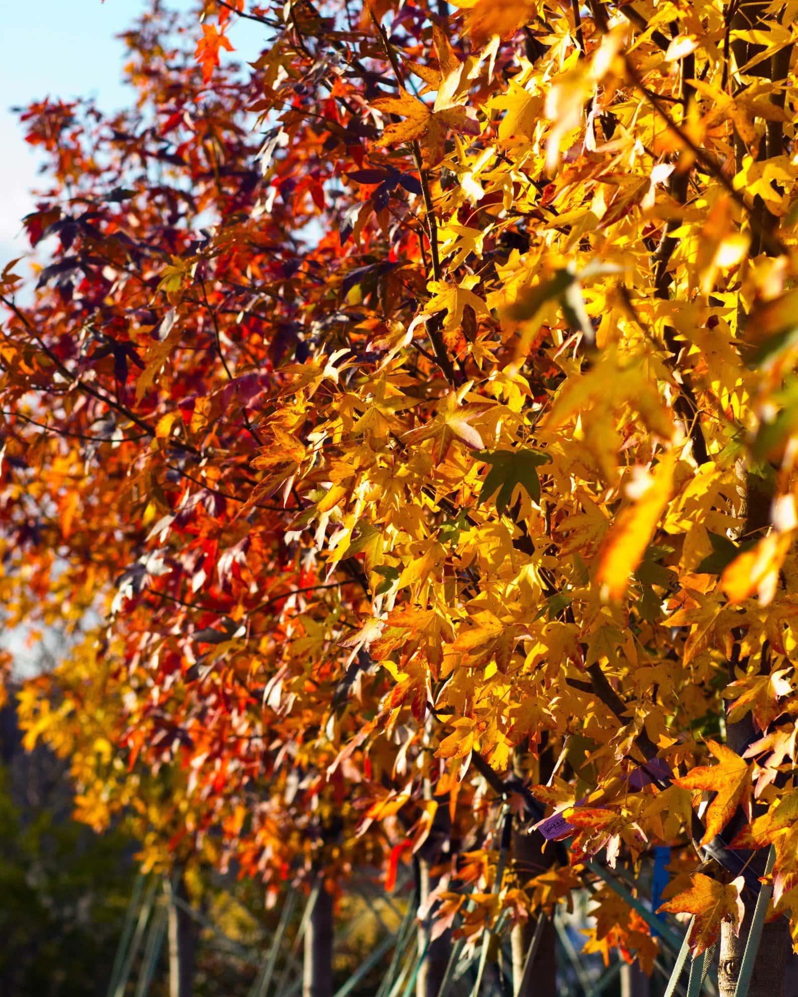 Cherokee Sweet Gum - Image 7