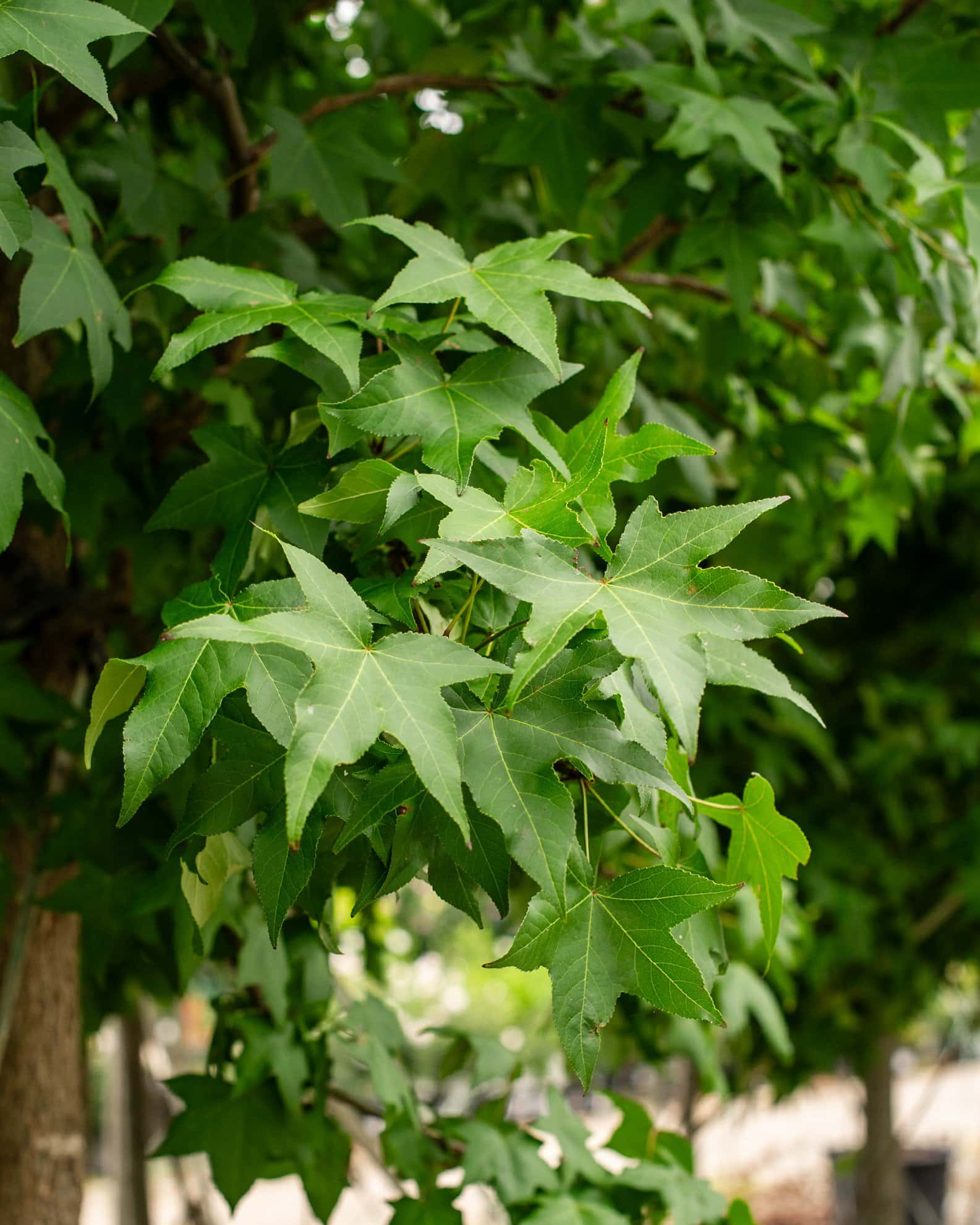 American Sweet Gum - Image 7