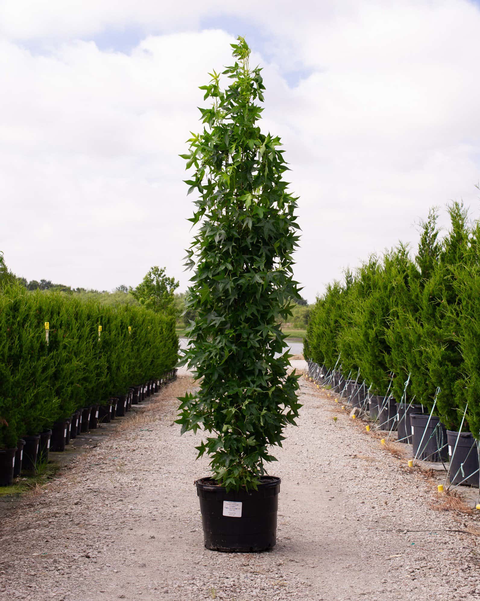 Slender Silhouette Sweet Gum - Main Image