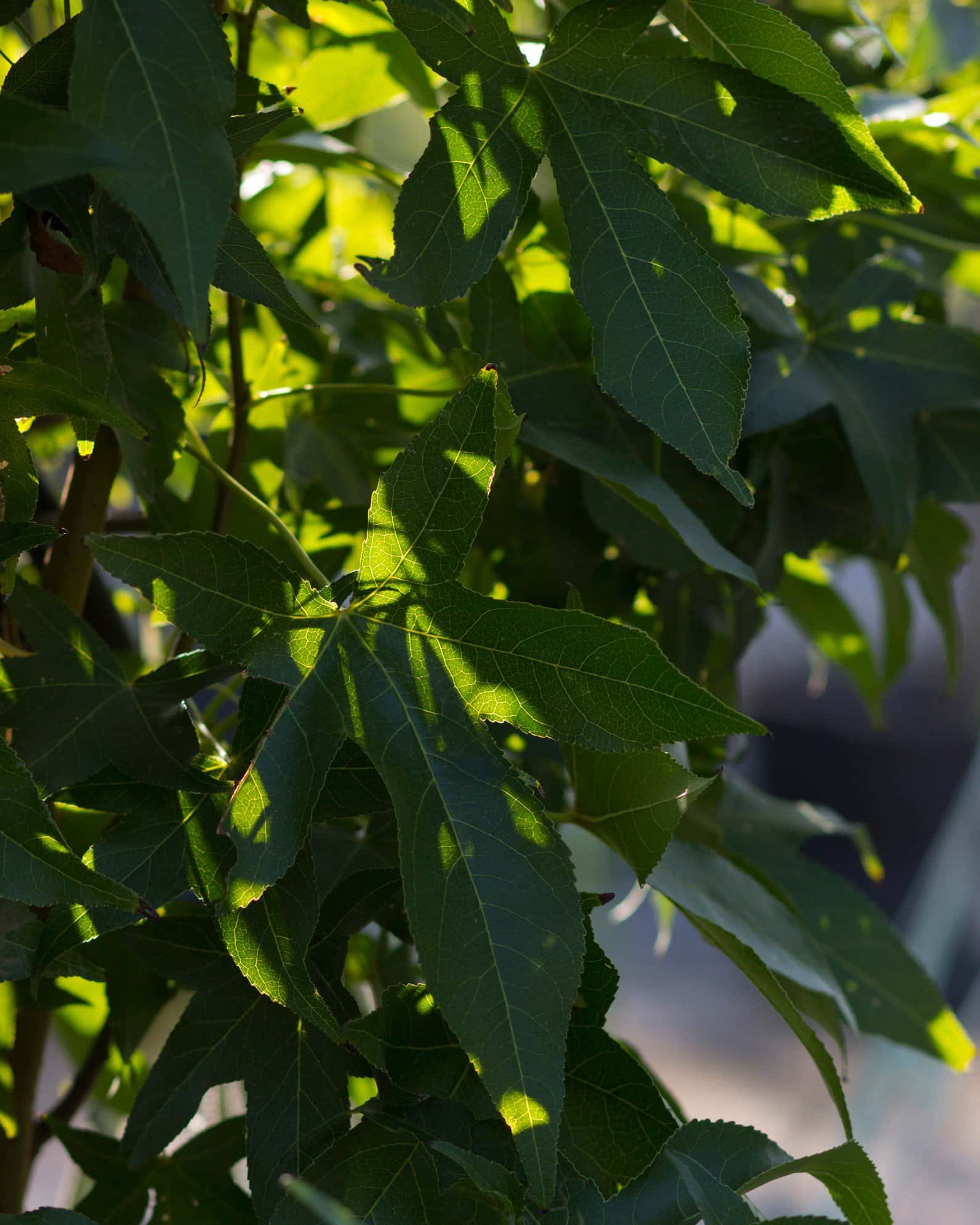 Slender Silhouette Sweet Gum - Image 4