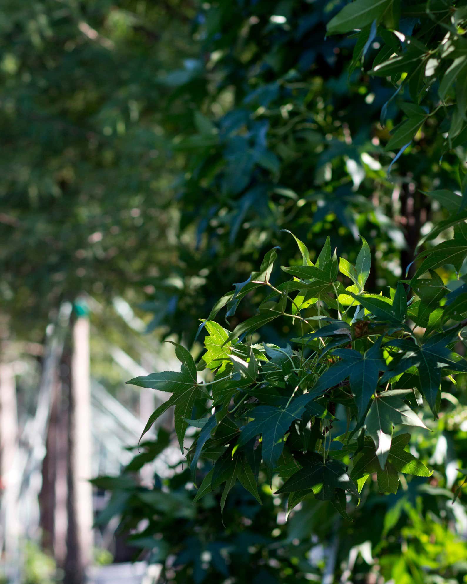 Slender Silhouette Sweet Gum - Image 5