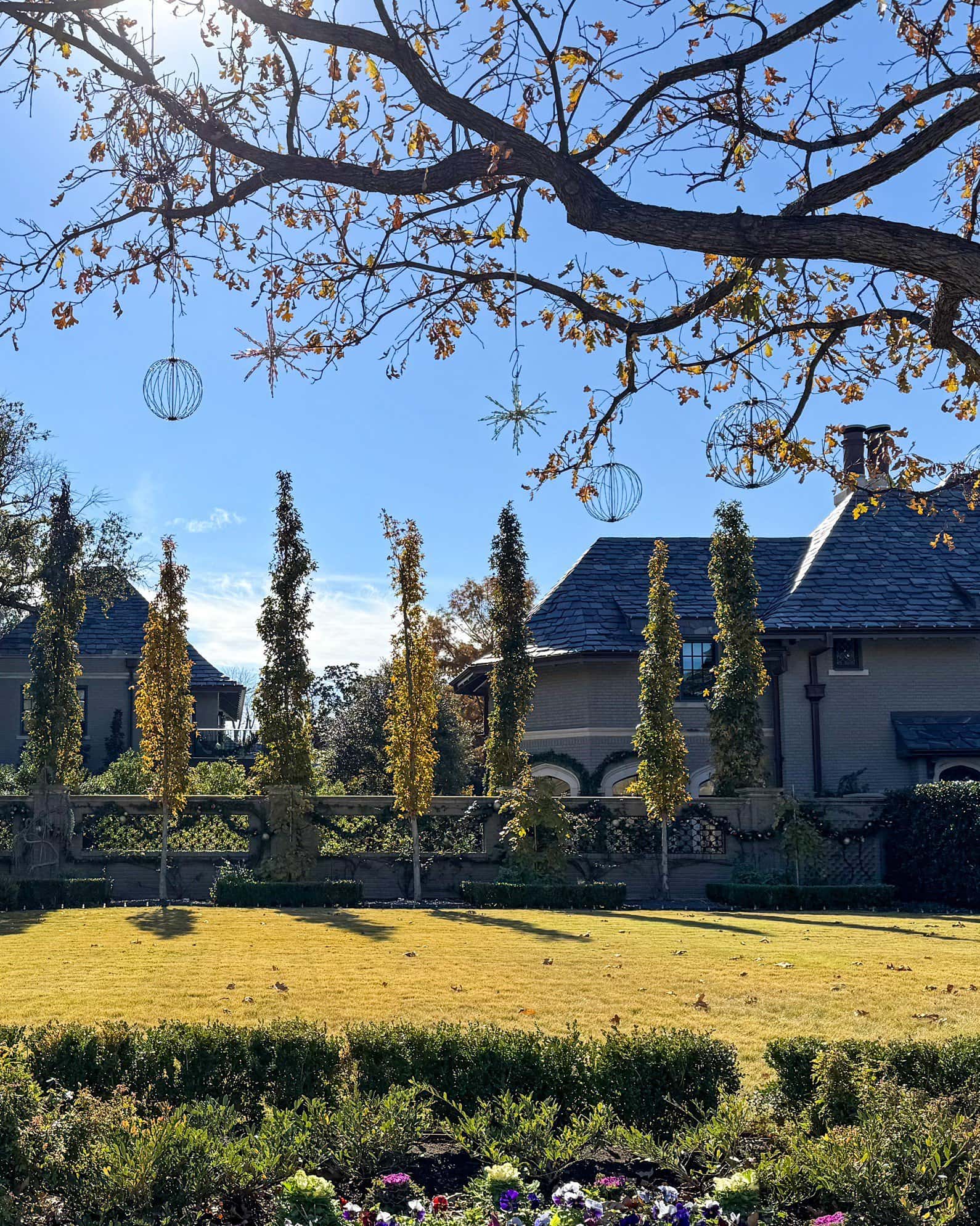 Slender Silhouette Sweet Gum - Image 6