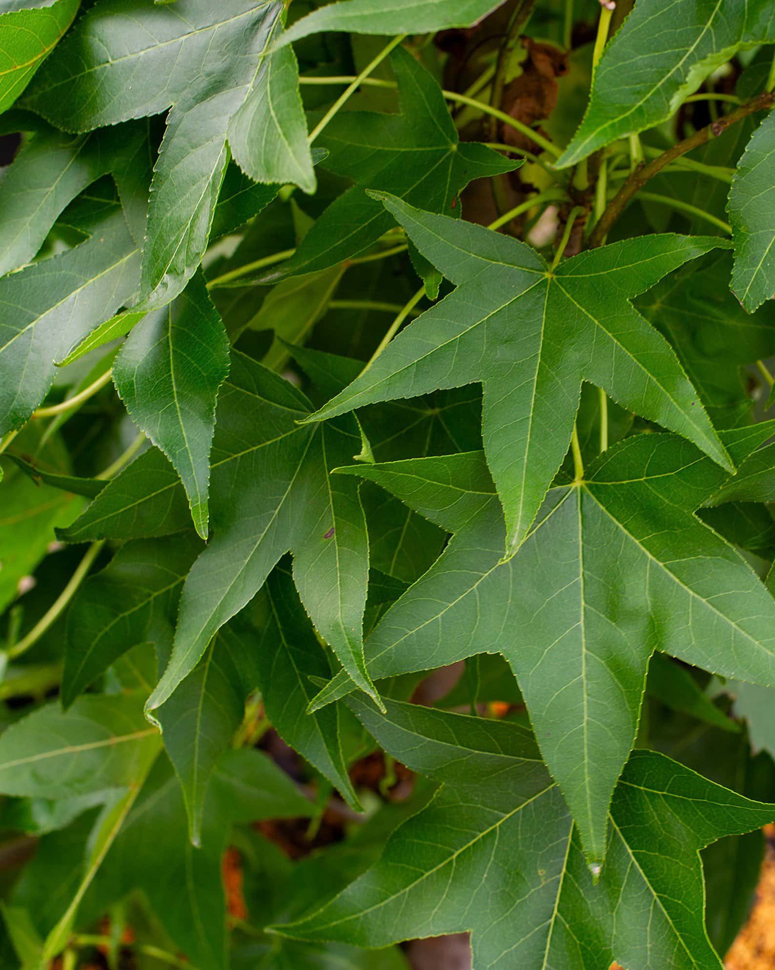 Slender Silhouette Sweet Gum - Image 7