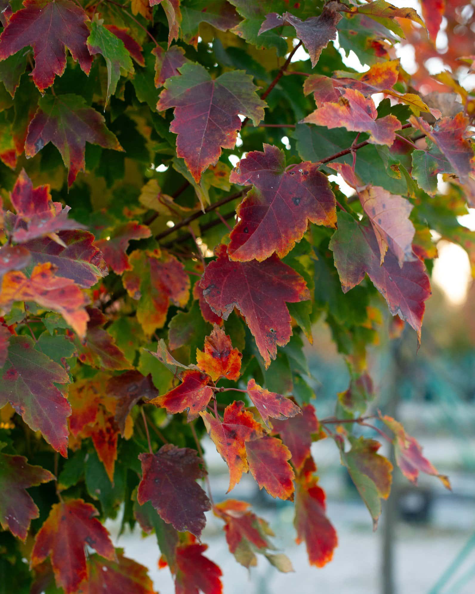 Brandywine Maple - Image 6