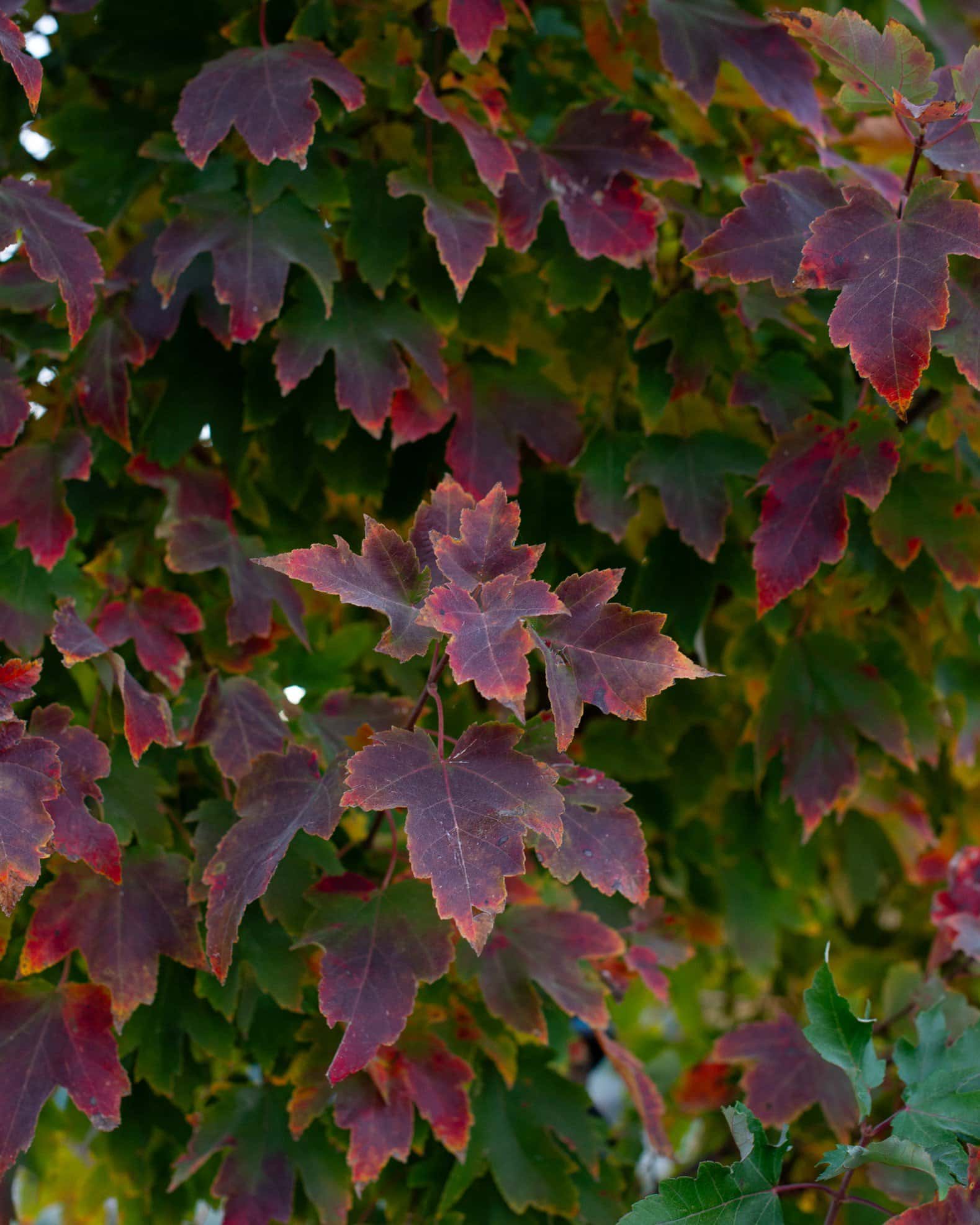 Brandywine Maple - Image 7