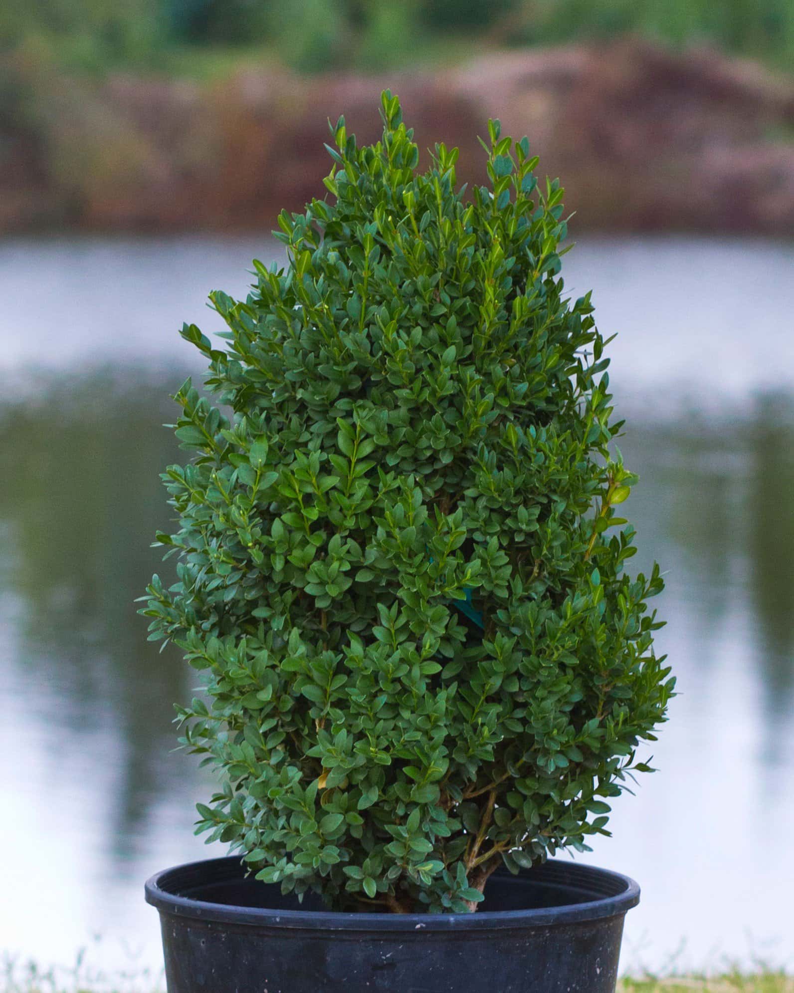 Green Mountain Boxwood - Main Image