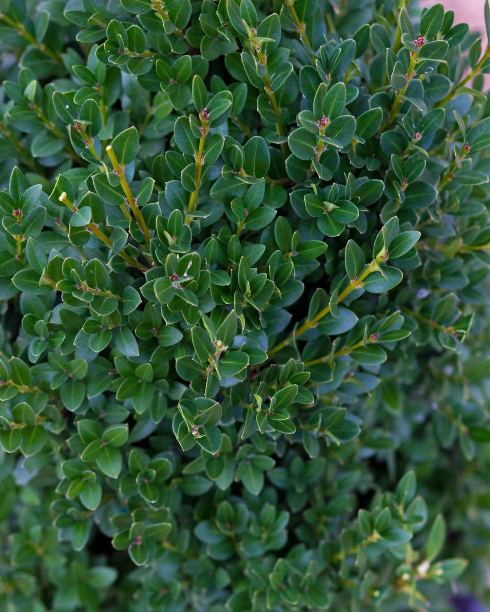 Green Mountain Boxwood - Image 5