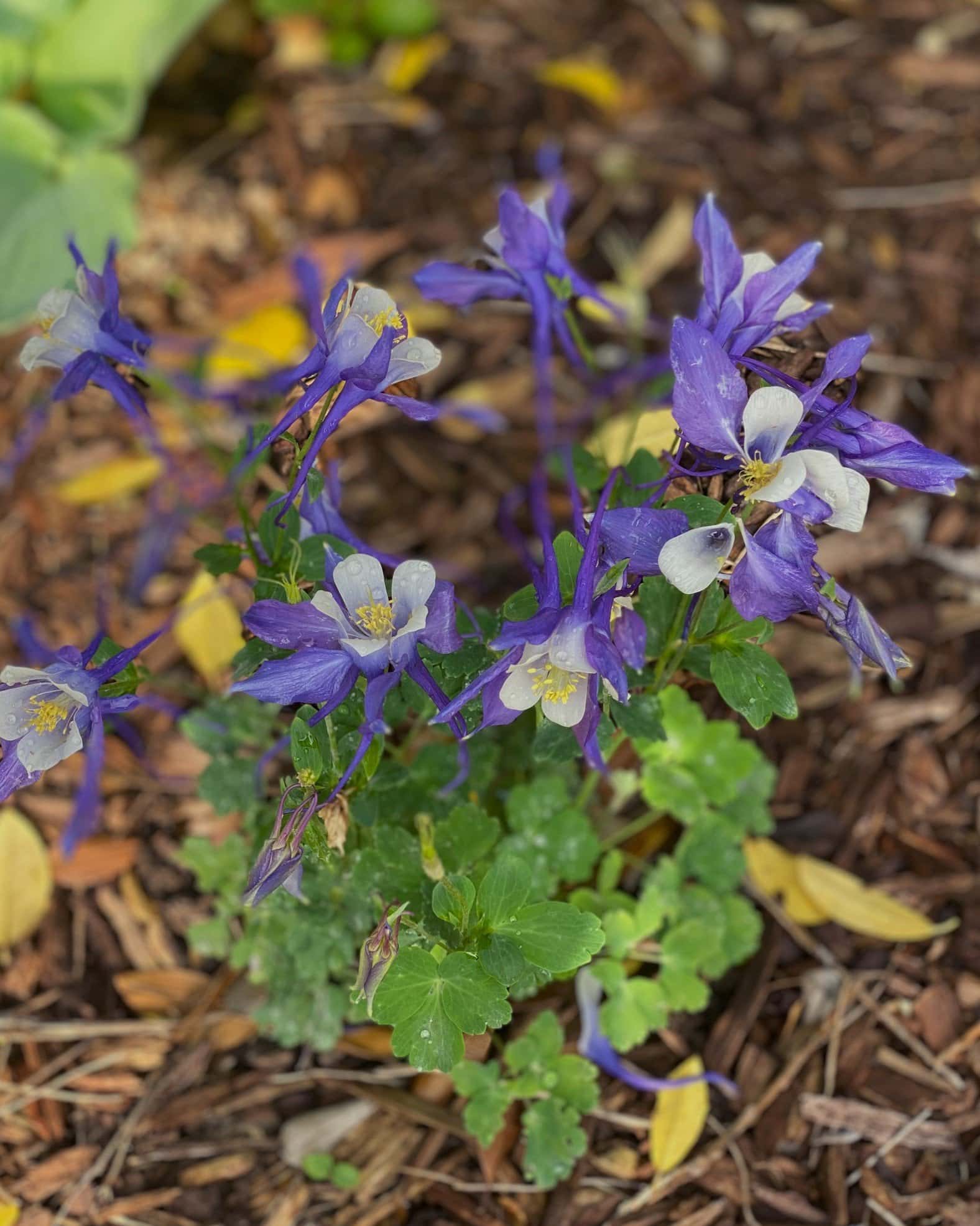 Earlybird Blue & White Columbine - Main Image