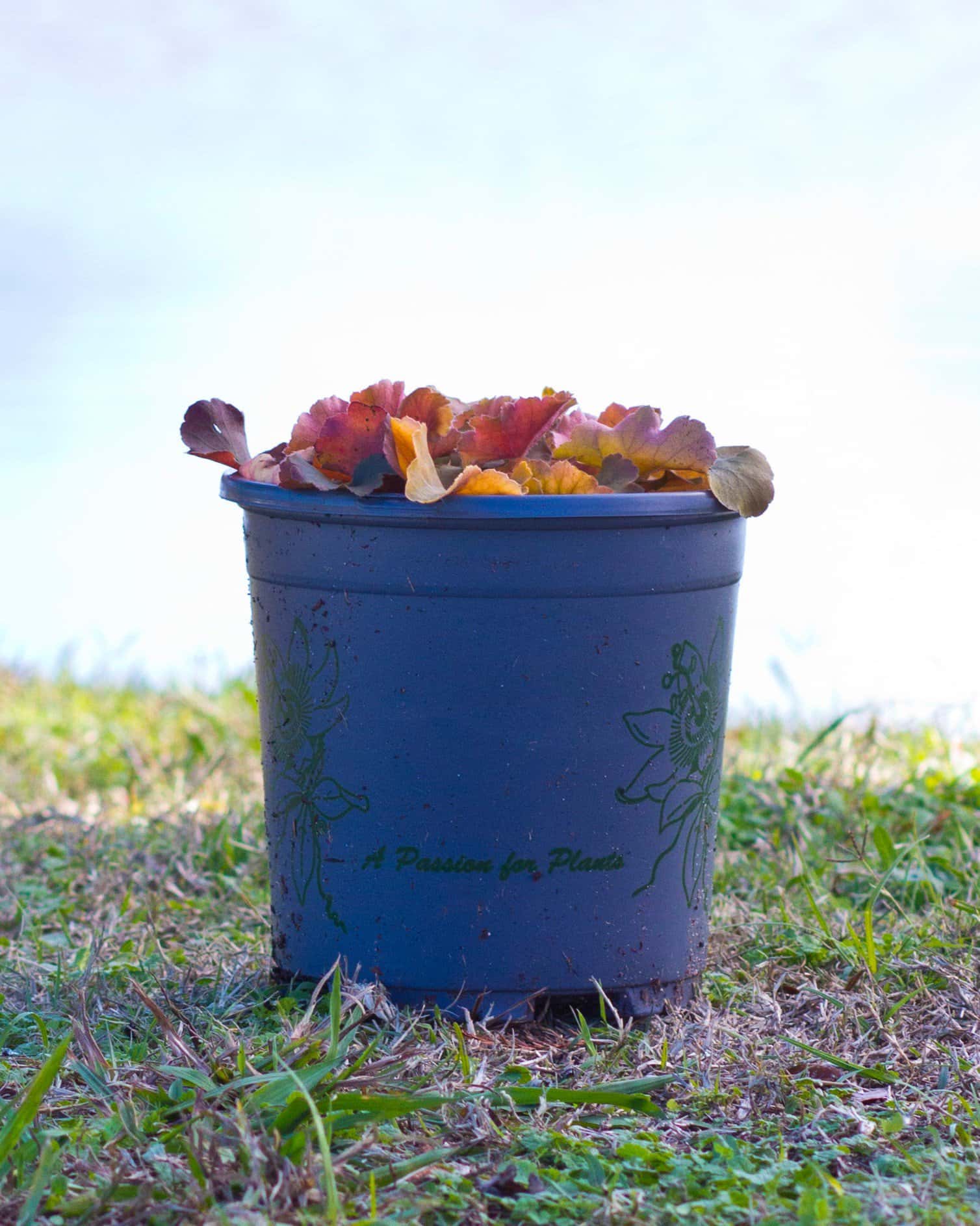 Northern Exposure Amber Heuchera - Image 3