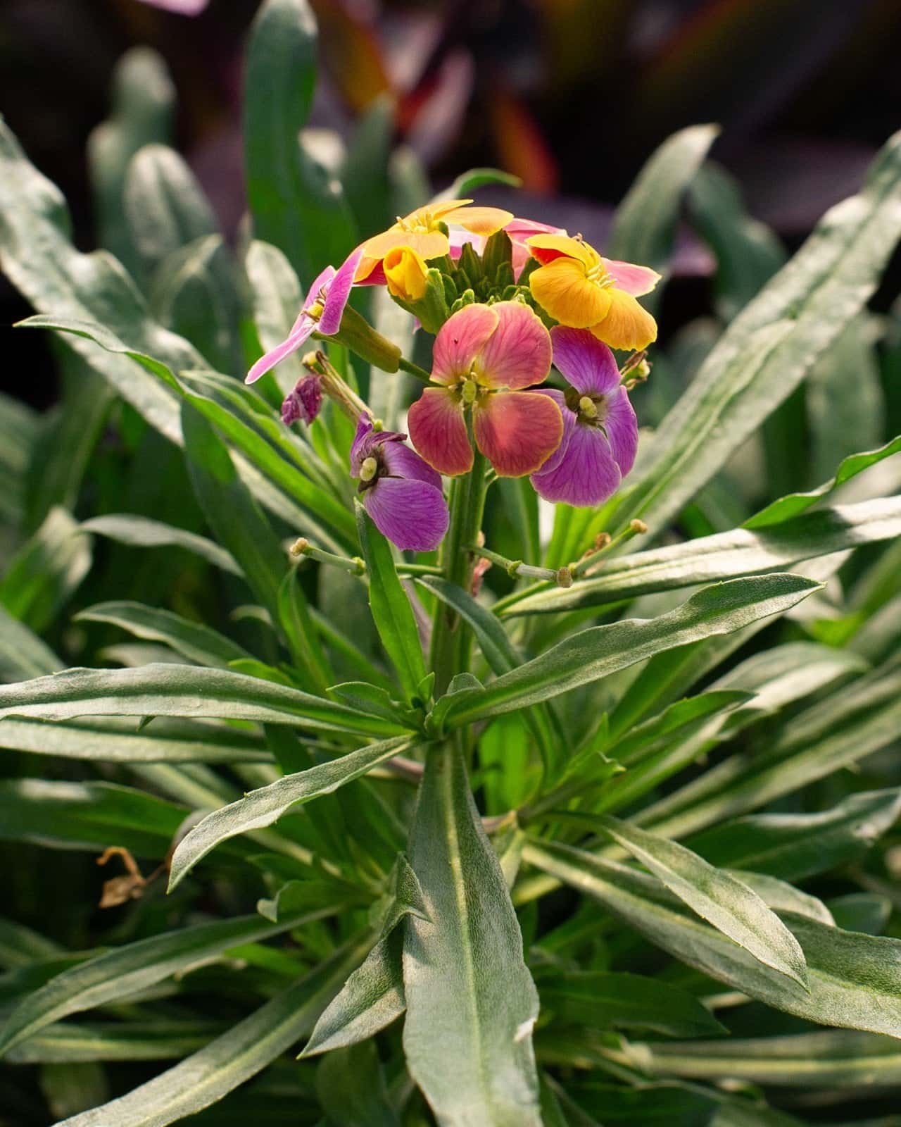 Erysistible Tricolor Wallflower - Main Image