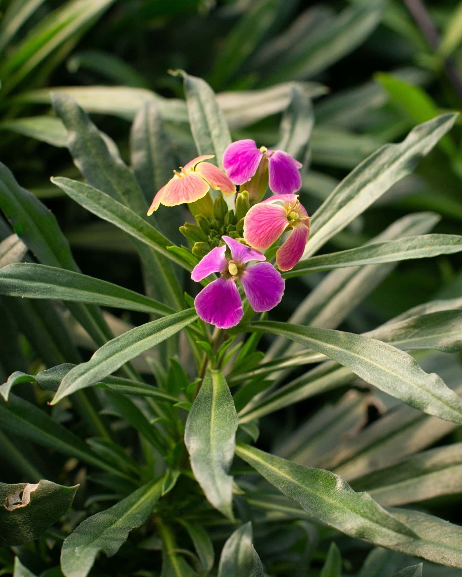Erysistible Tricolor Wallflower - Image 1