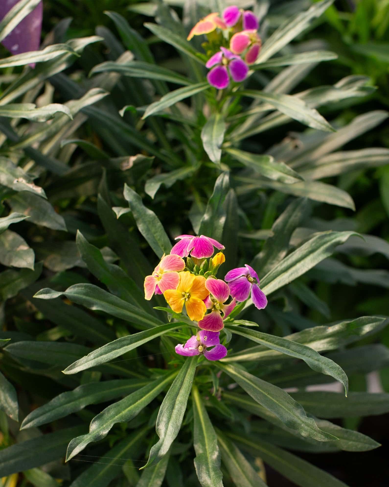 Erysistible Tricolor Wallflower - Image 2