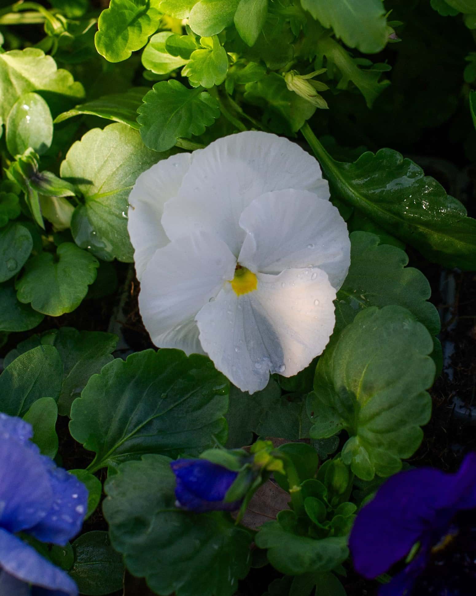 Delta Pro Cool Waters Mix Pansy - Image 1