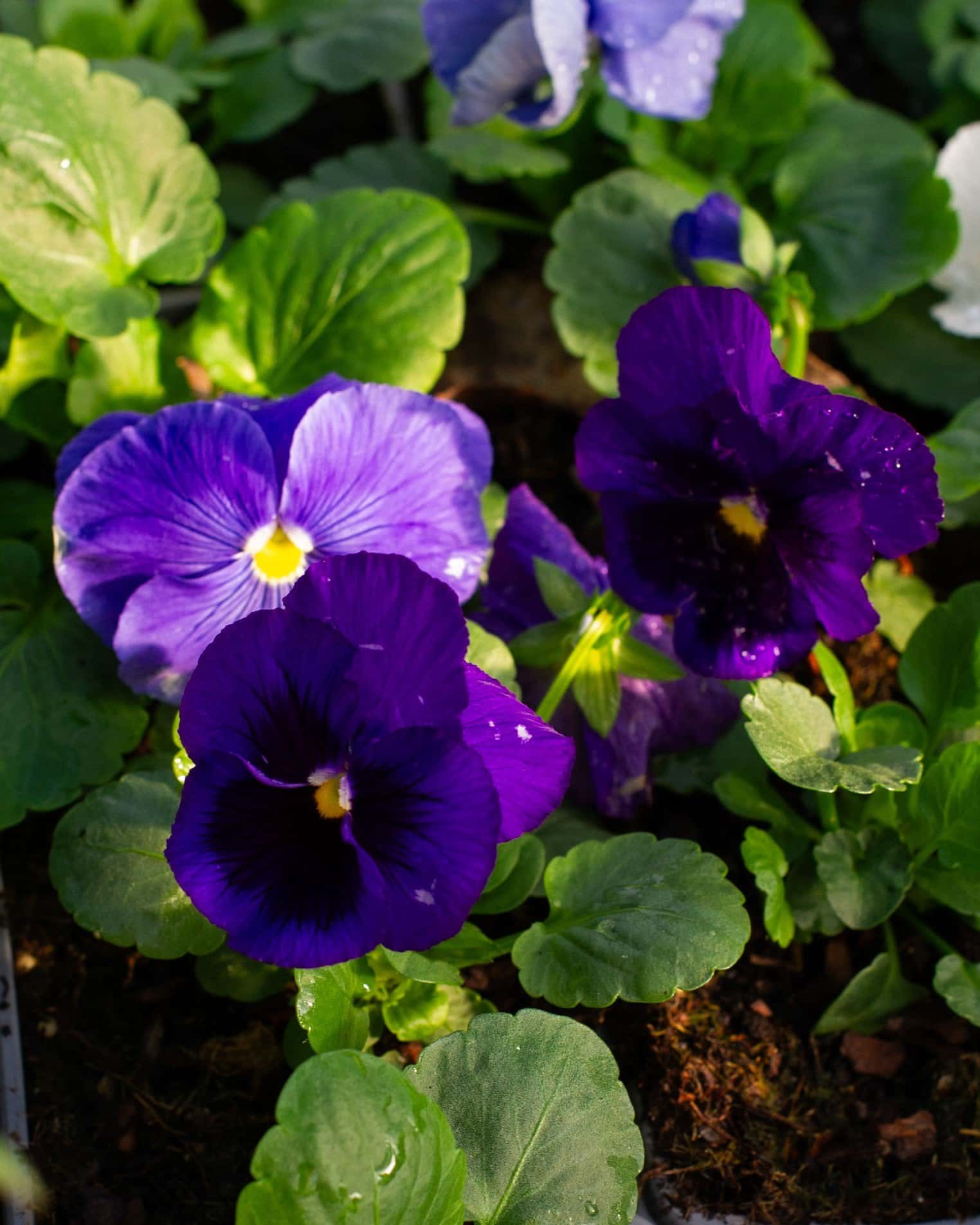 Delta Pro Cool Waters Mix Pansy - Image 2