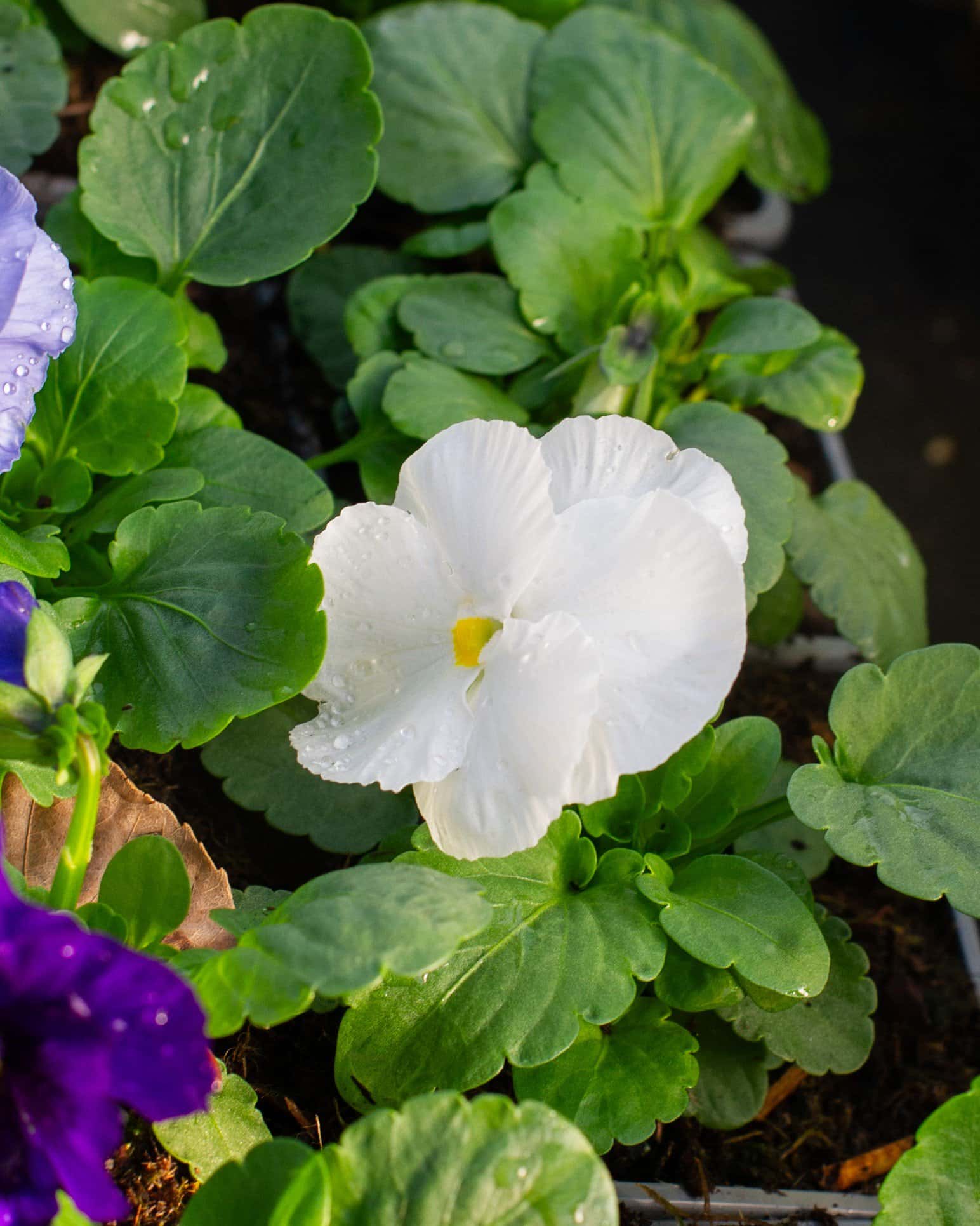 Delta Pro Cool Waters Mix Pansy - Image 3