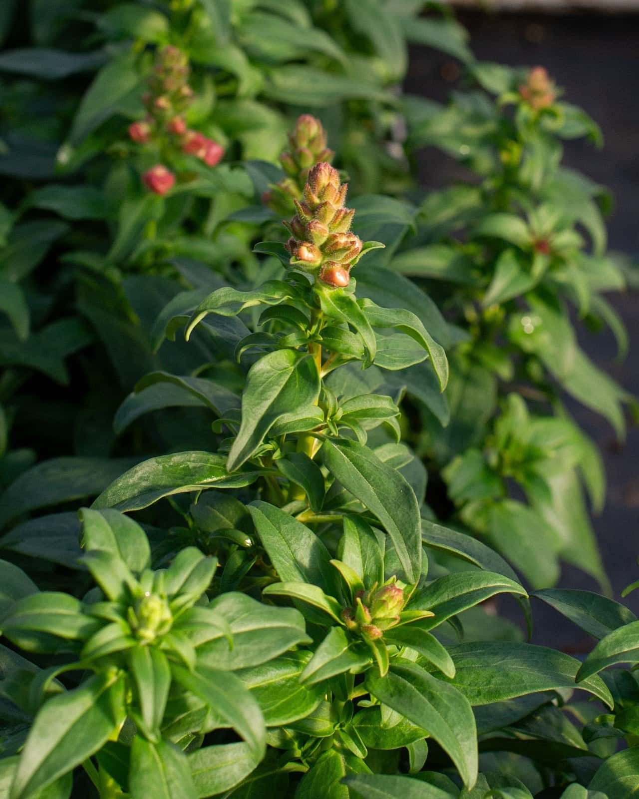 Speedy Sonnet Mix Snapdragon - Main Image