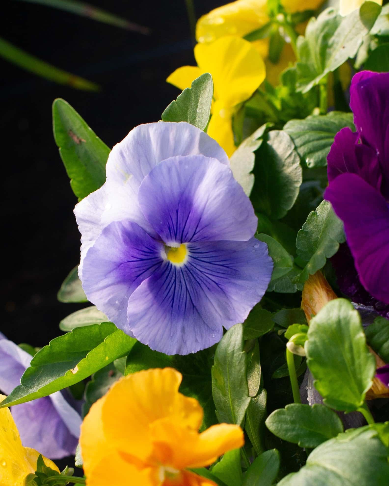 Matrix Clear Mix Pansy - Image 1