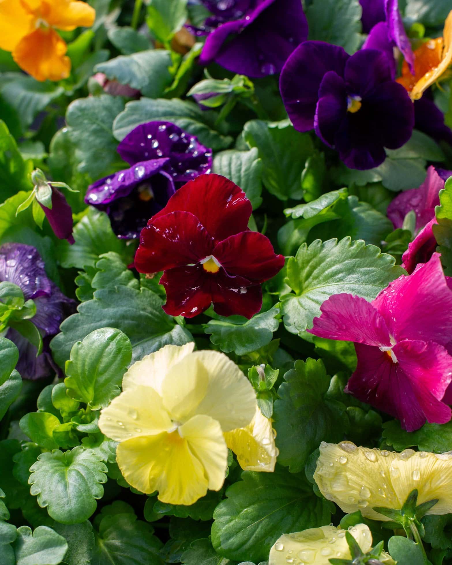 Matrix Clear Mix Pansy - Image 2