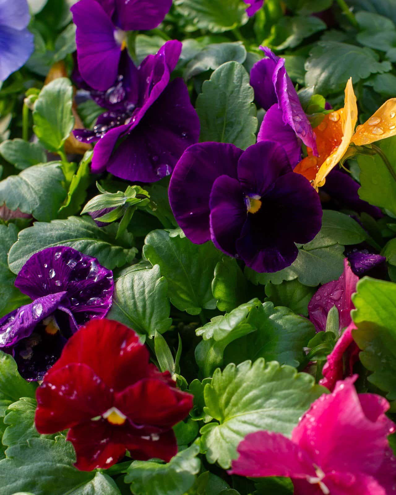 Matrix Clear Mix Pansy - Image 3