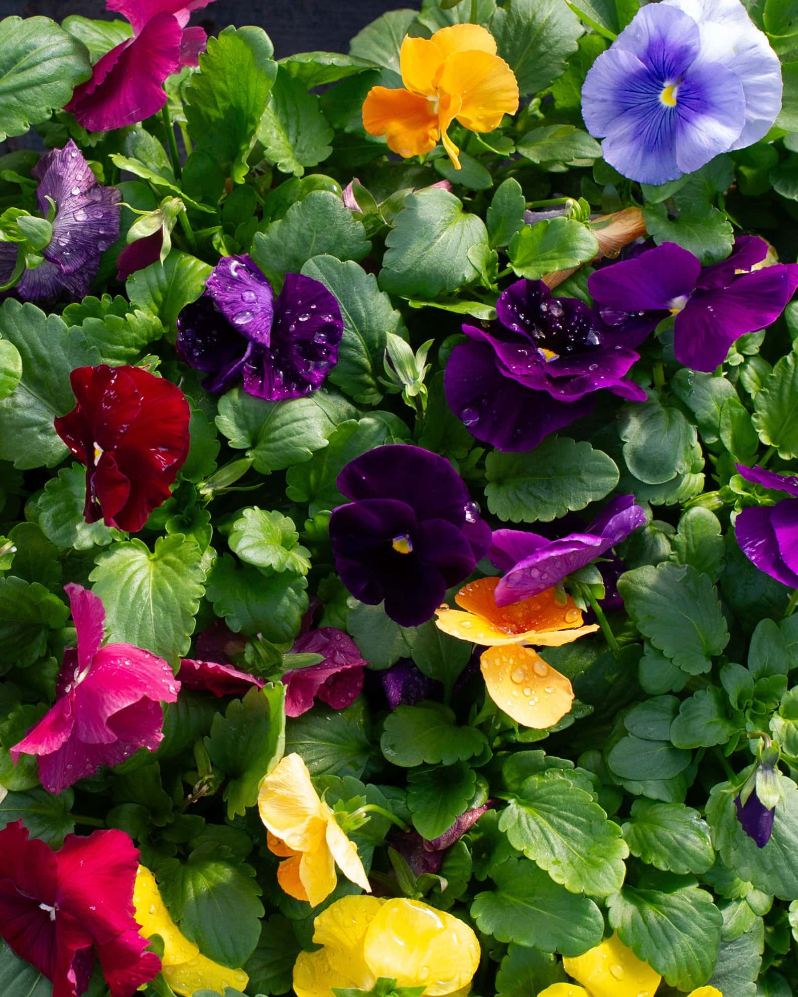 Matrix Clear Mix Pansy - Image 4